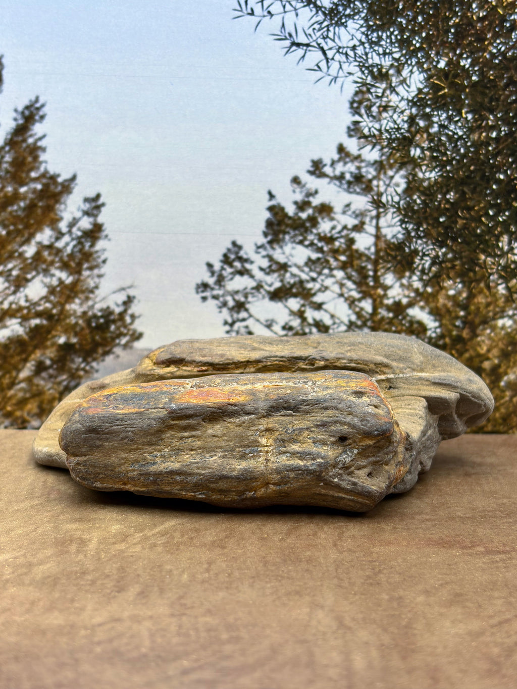Petrified Wood Specimen with Druzy Crystals
