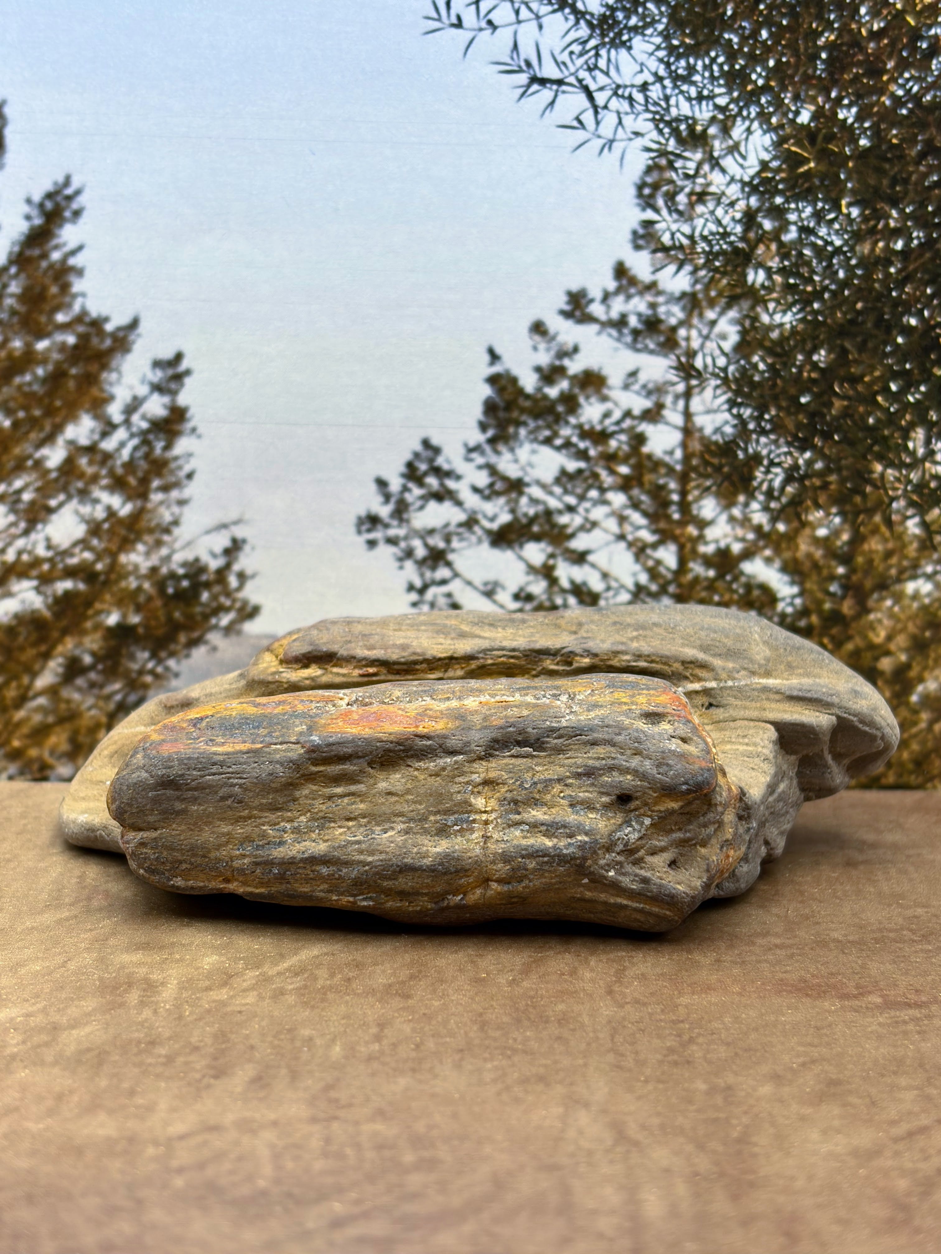Petrified Wood Specimen with Druzy Crystals