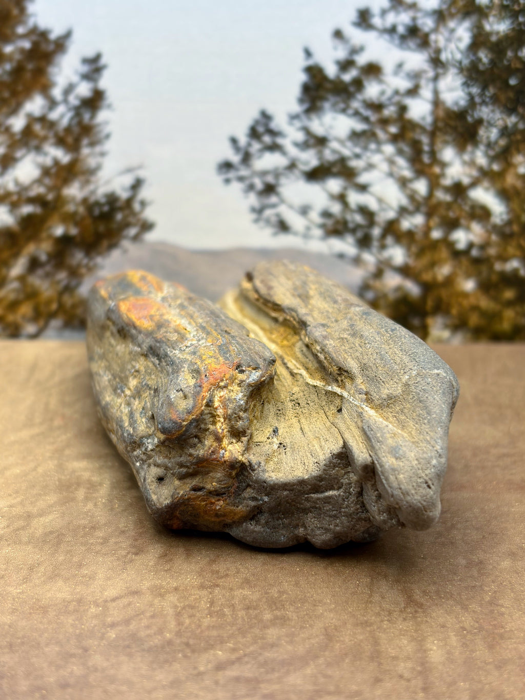 Petrified Wood Specimen with Druzy Crystals