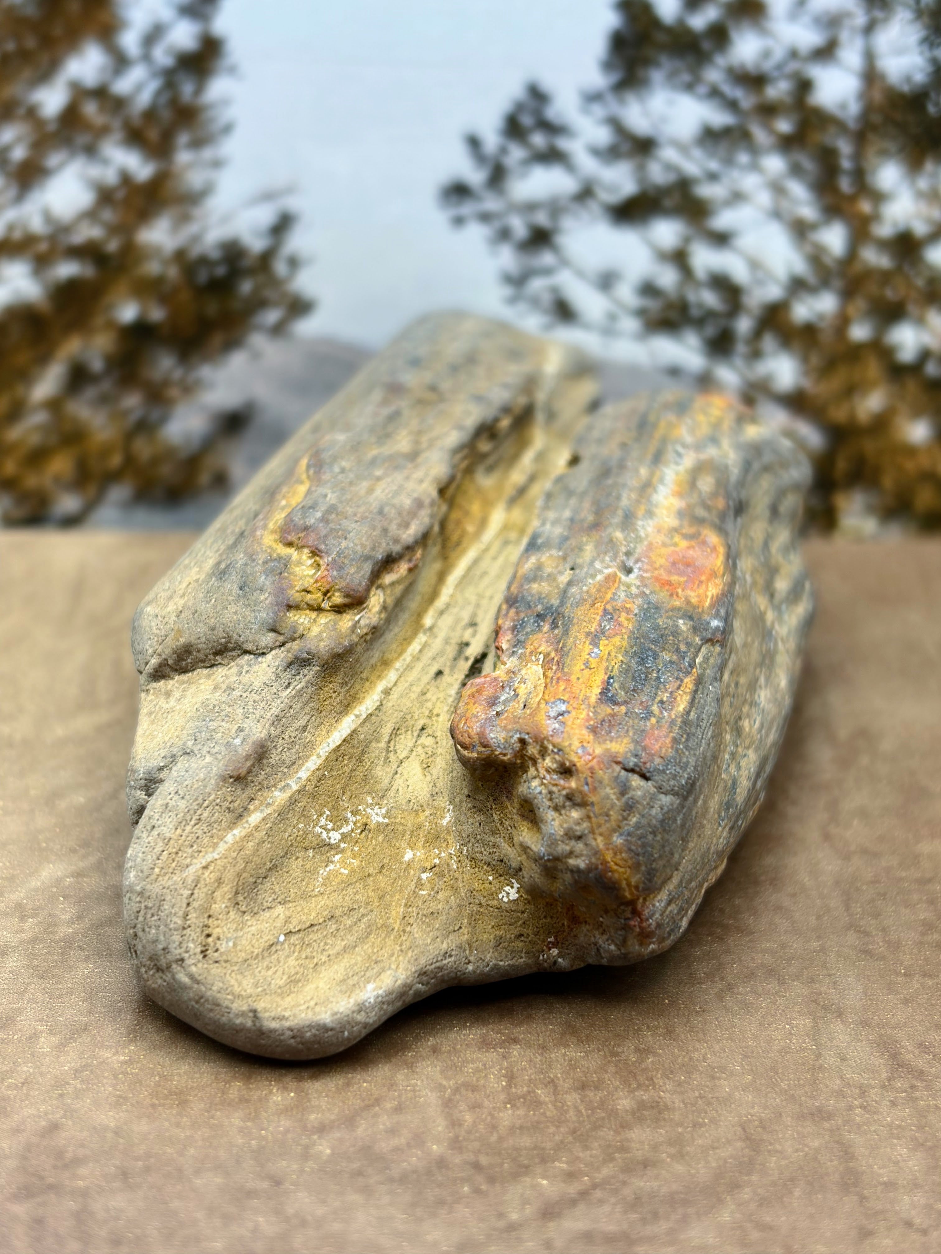 Petrified Wood Specimen with Druzy Crystals