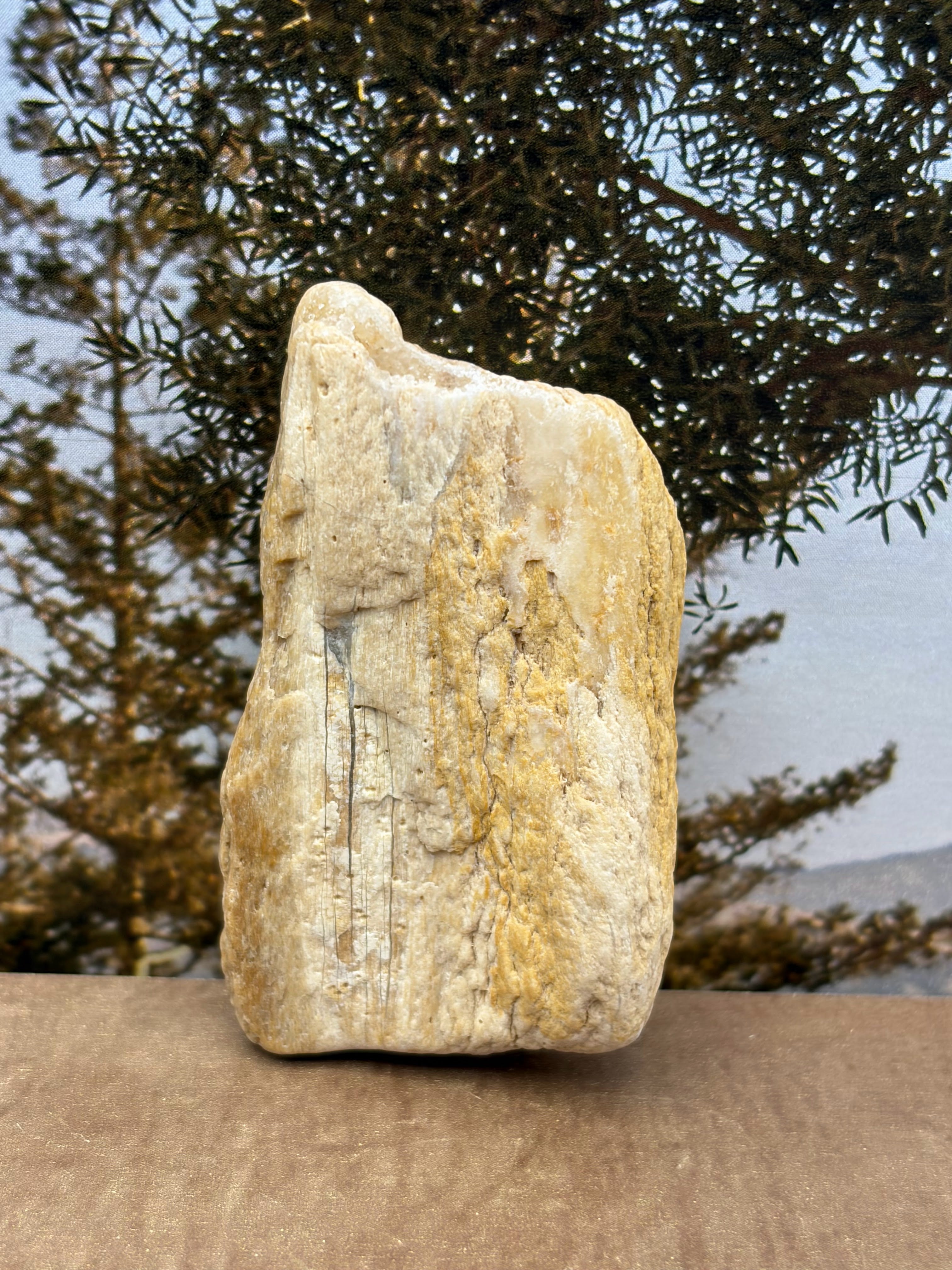 Small Druzy Petrified Wood Specimen