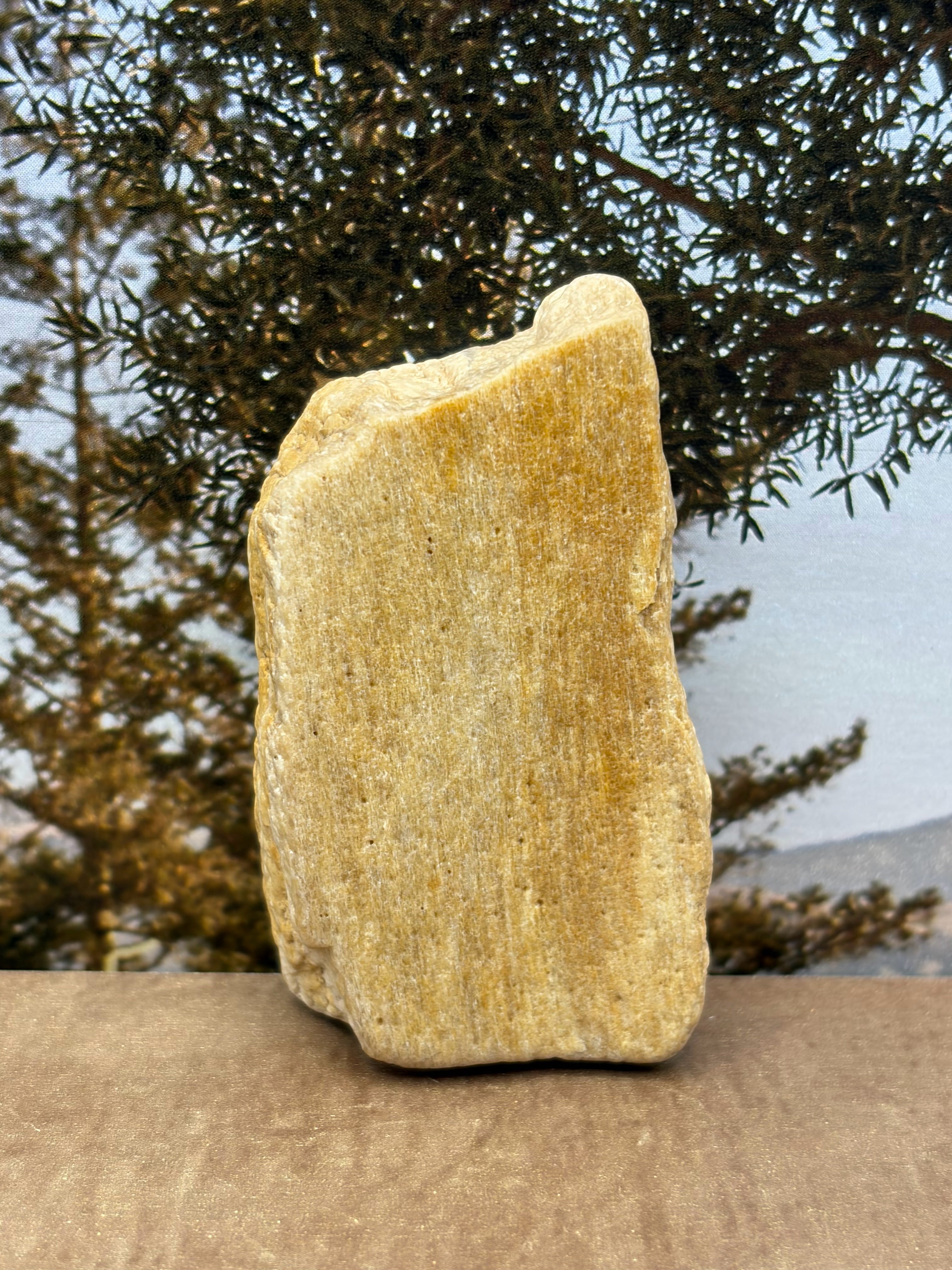 Small Druzy Petrified Wood Specimen