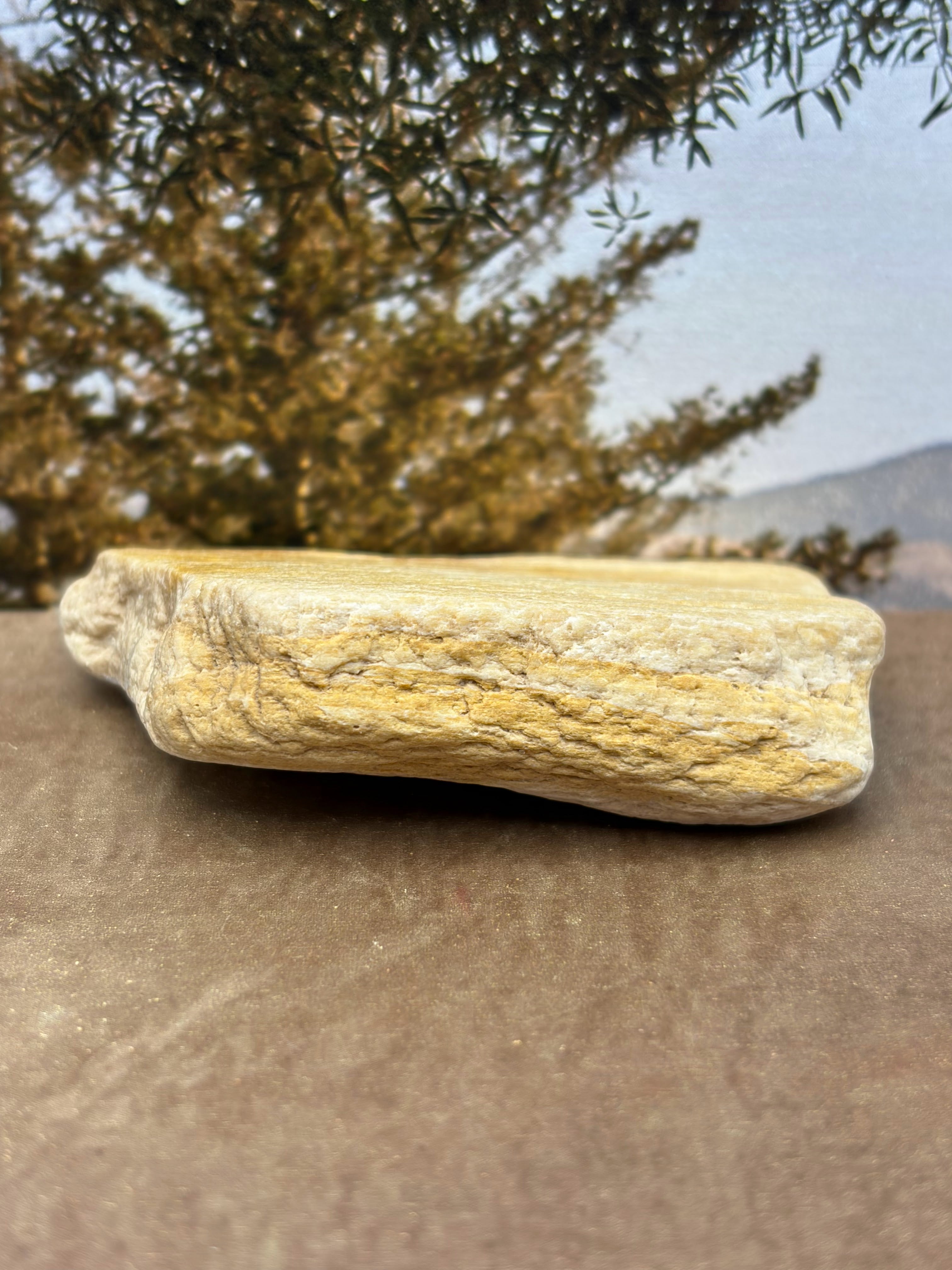 Small Druzy Petrified Wood Specimen