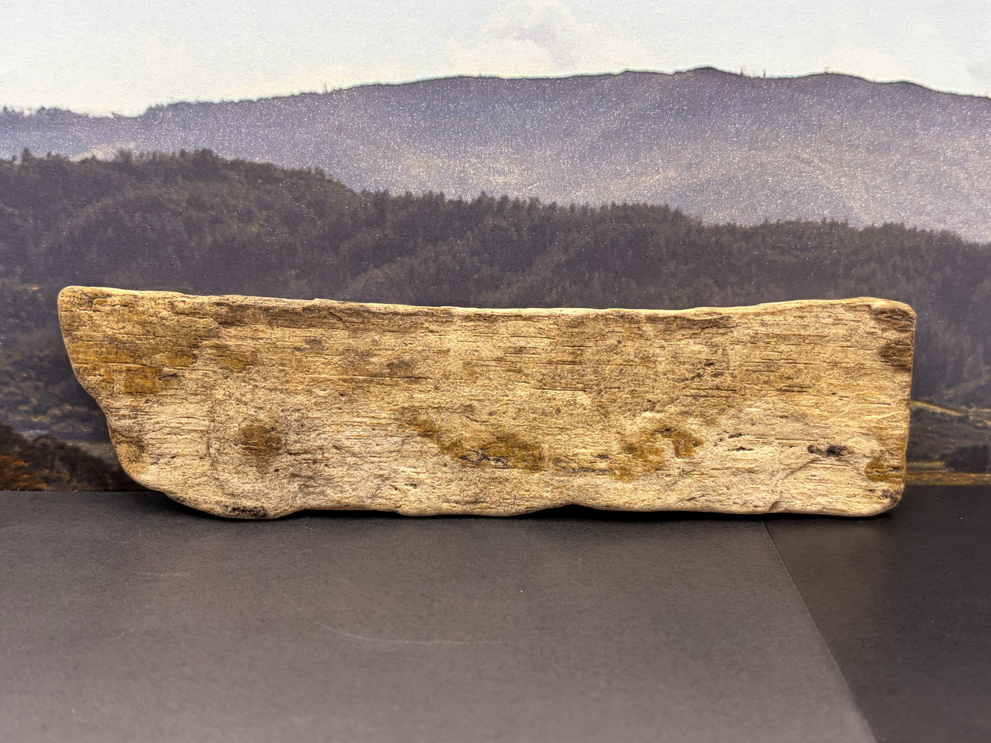 Petrified Wood Specimen