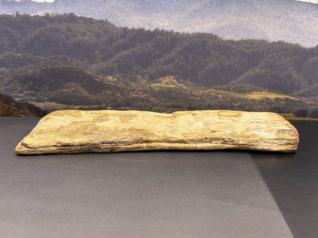Petrified Wood Specimen