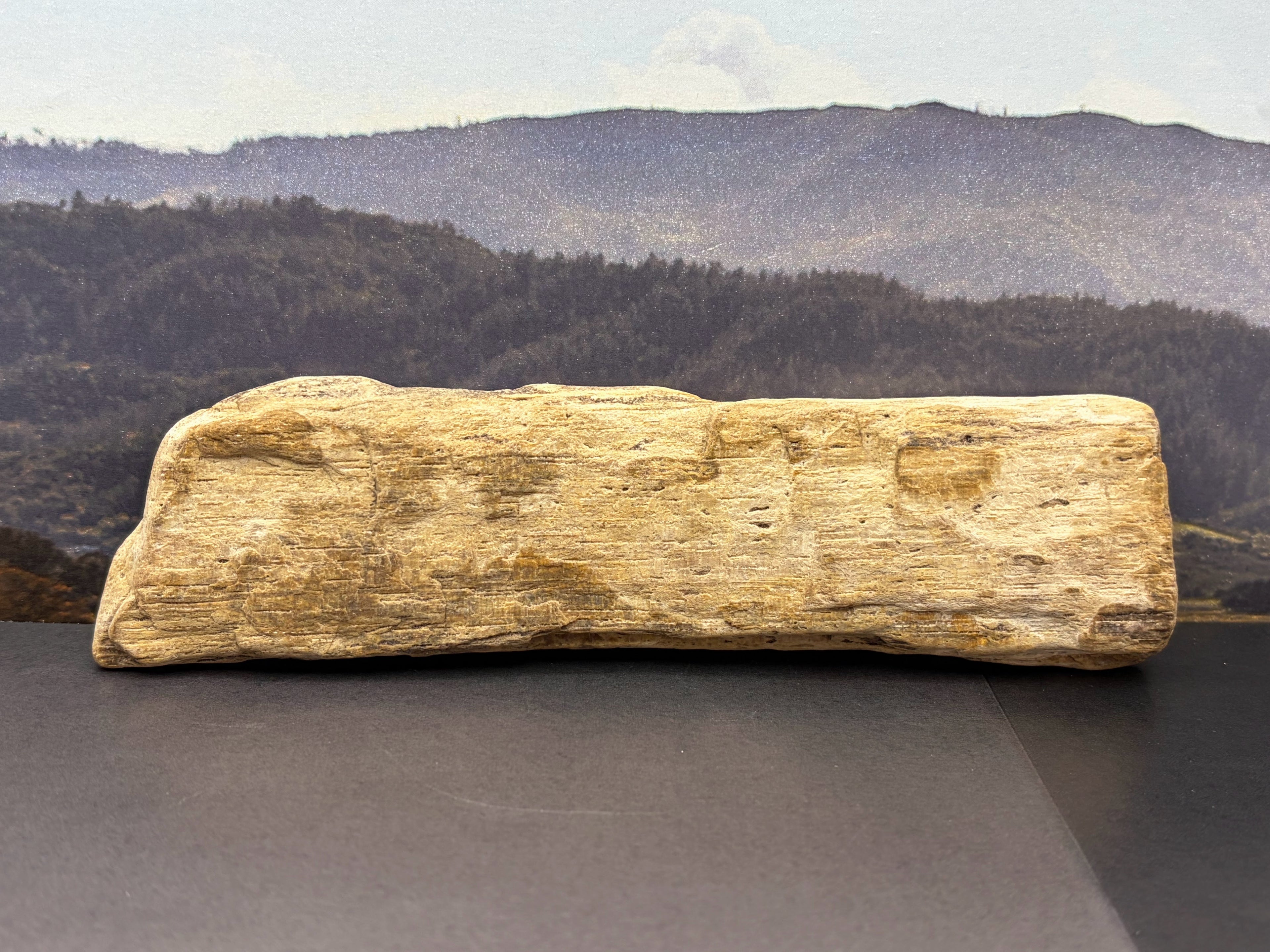 Petrified Wood Specimen