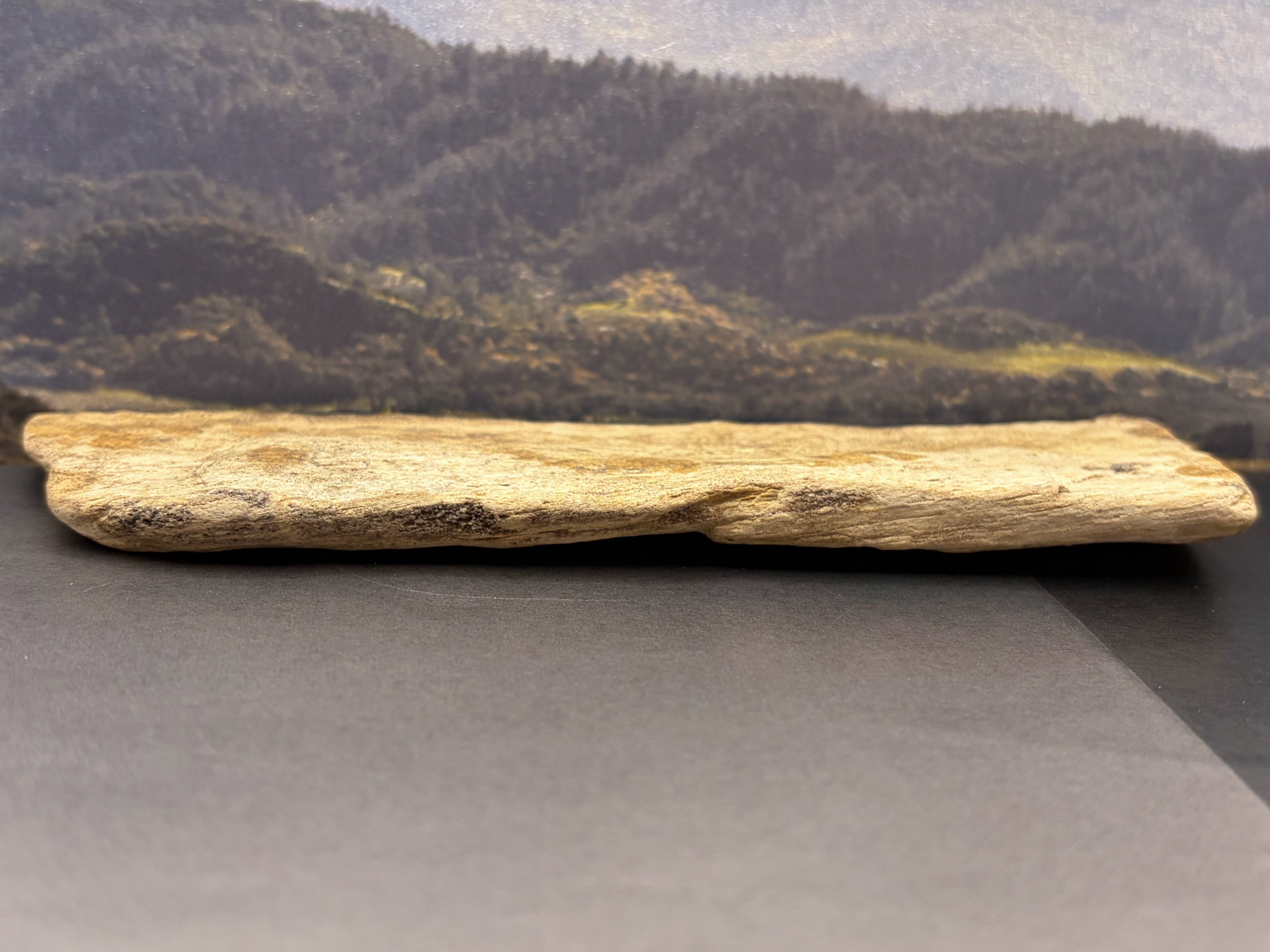 Petrified Wood Specimen
