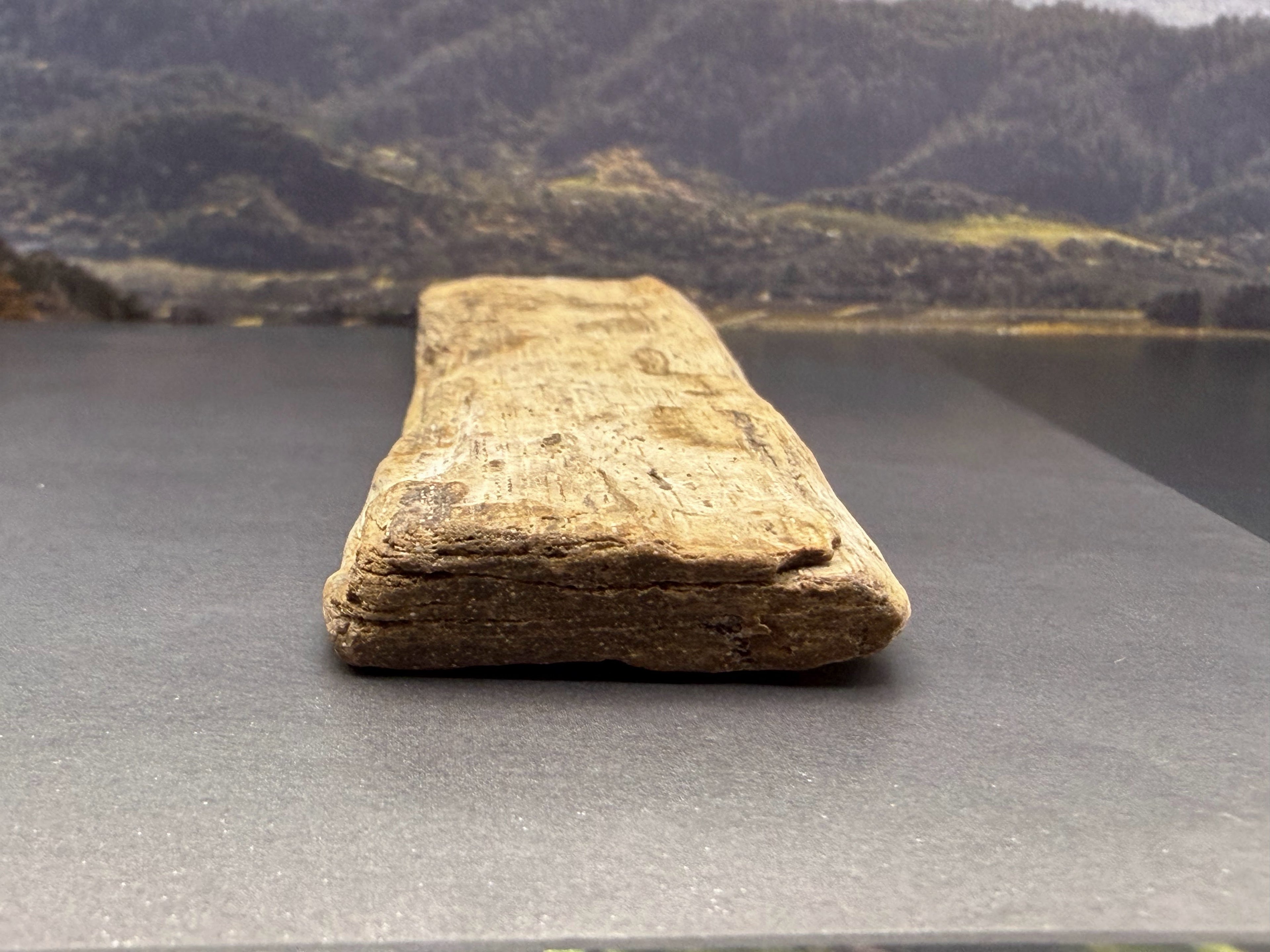 Petrified Wood Specimen