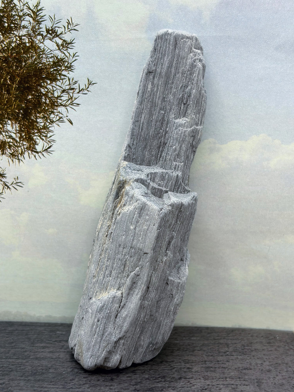 Petrified Palm Wood Specimen