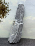 Petrified Palm Wood Specimen