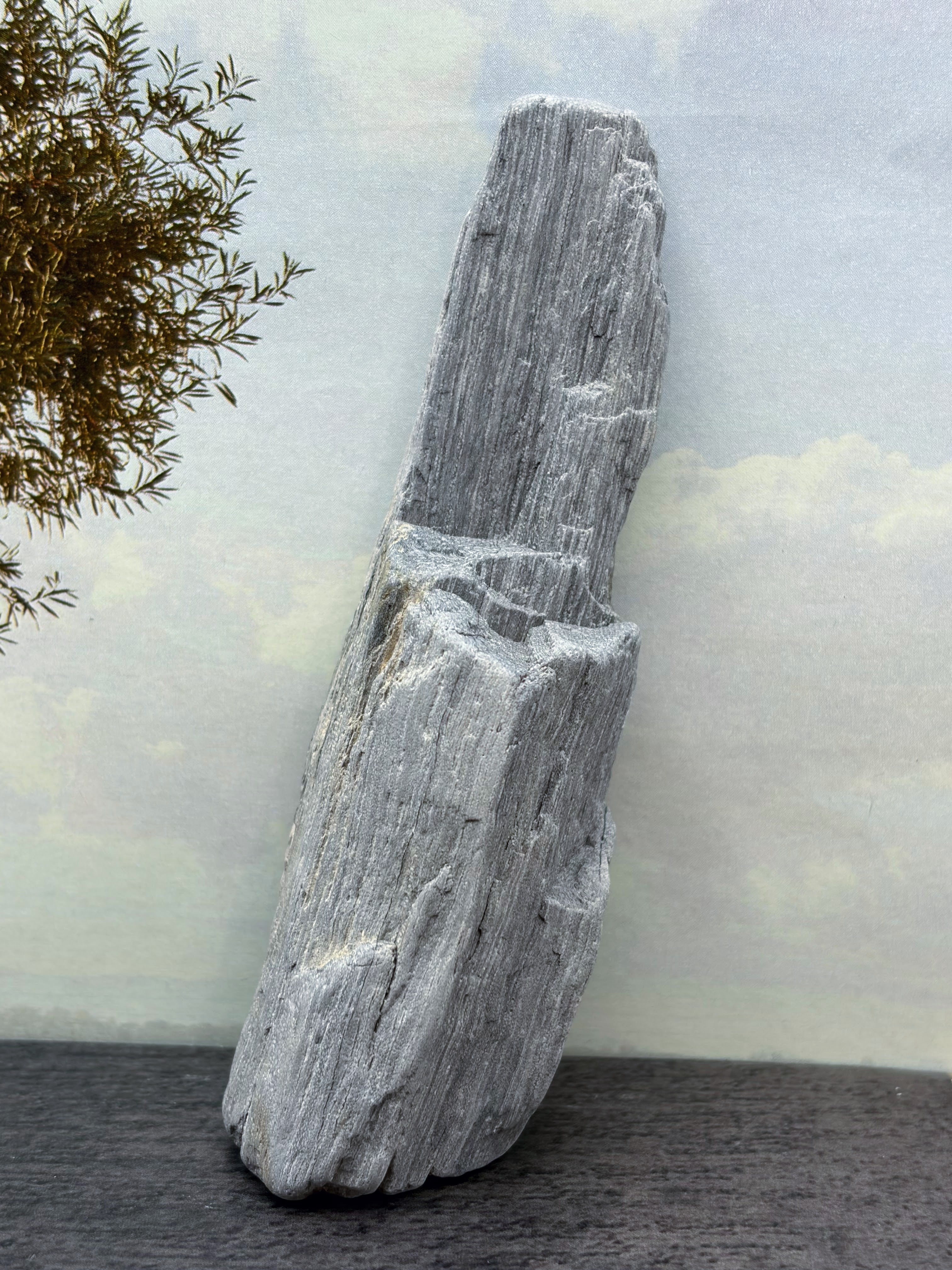Petrified Palm Wood Specimen