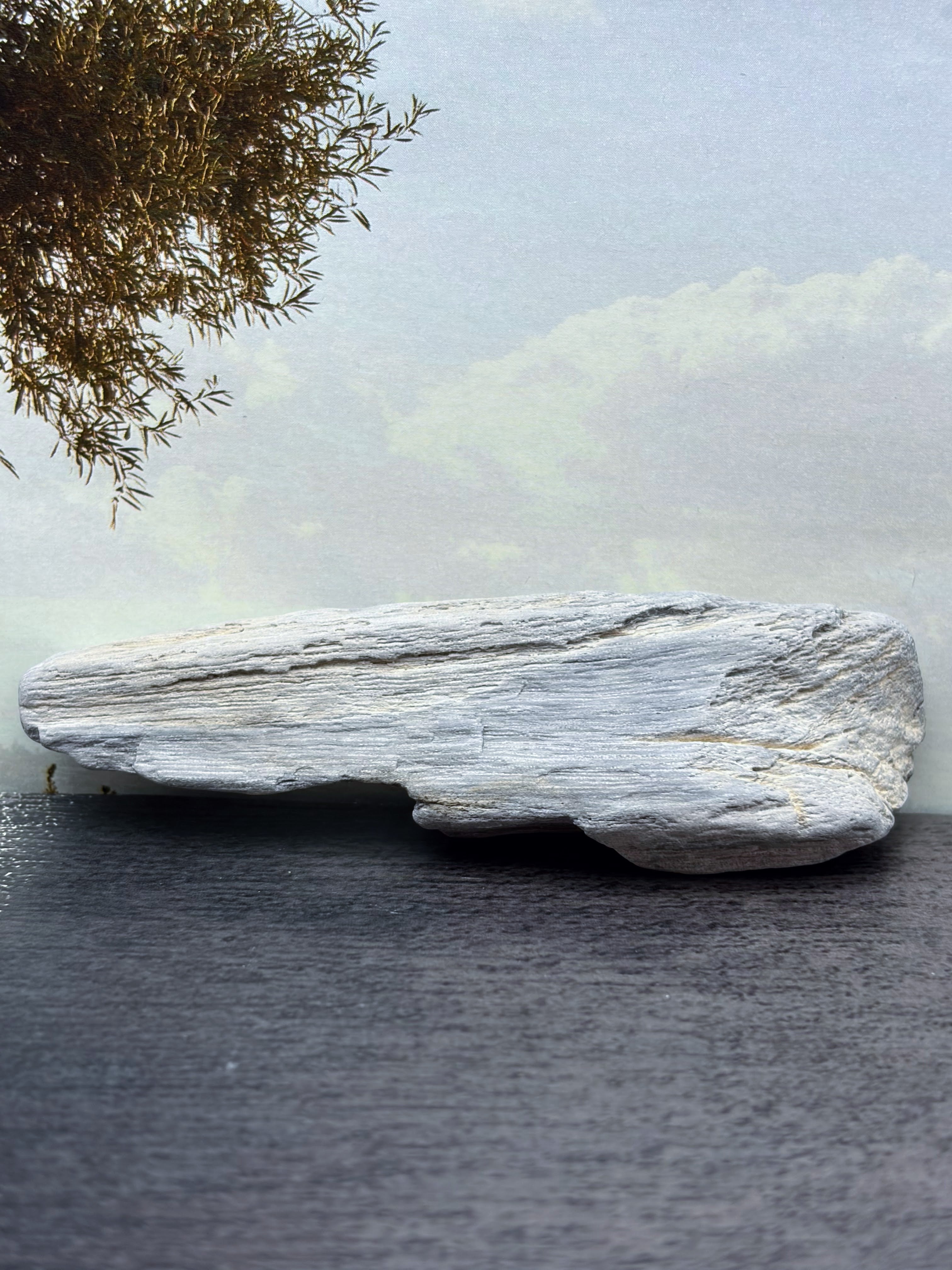 Petrified Palm Wood Specimen