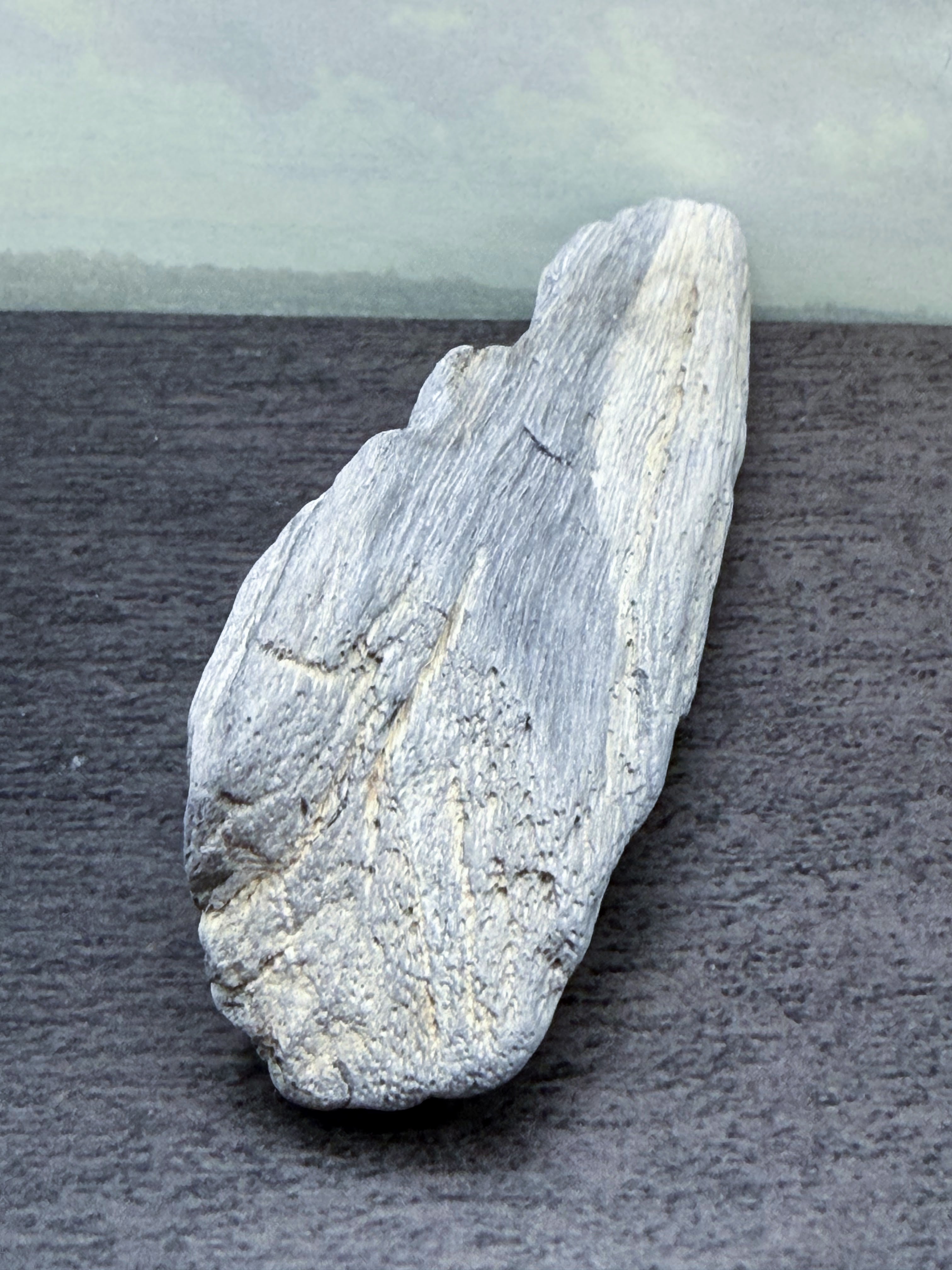 Petrified Palm Wood Specimen