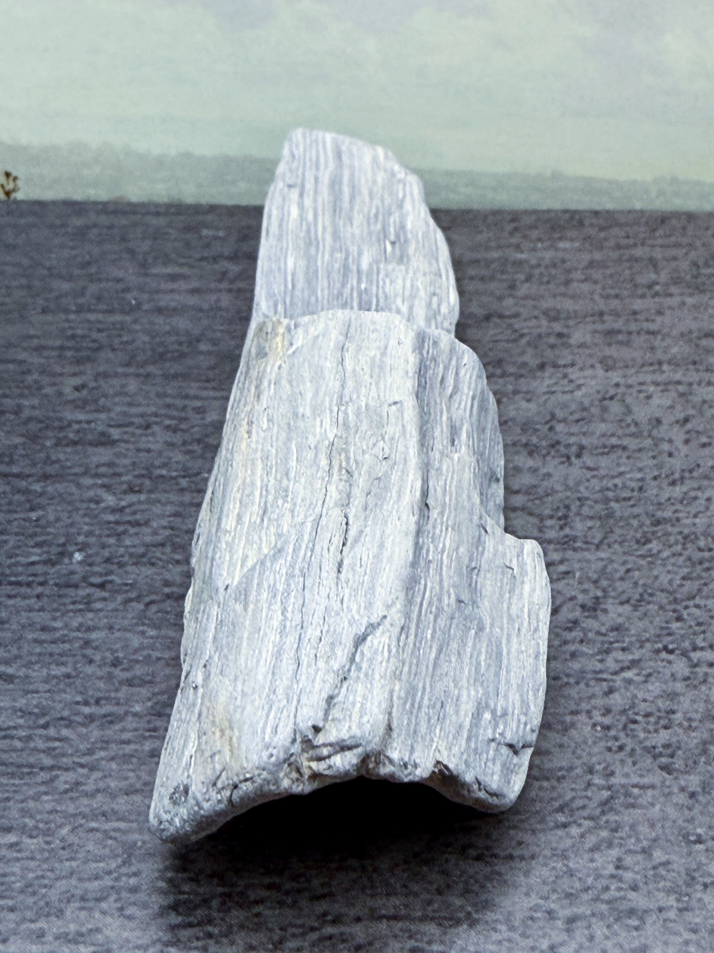 Petrified Palm Wood Specimen