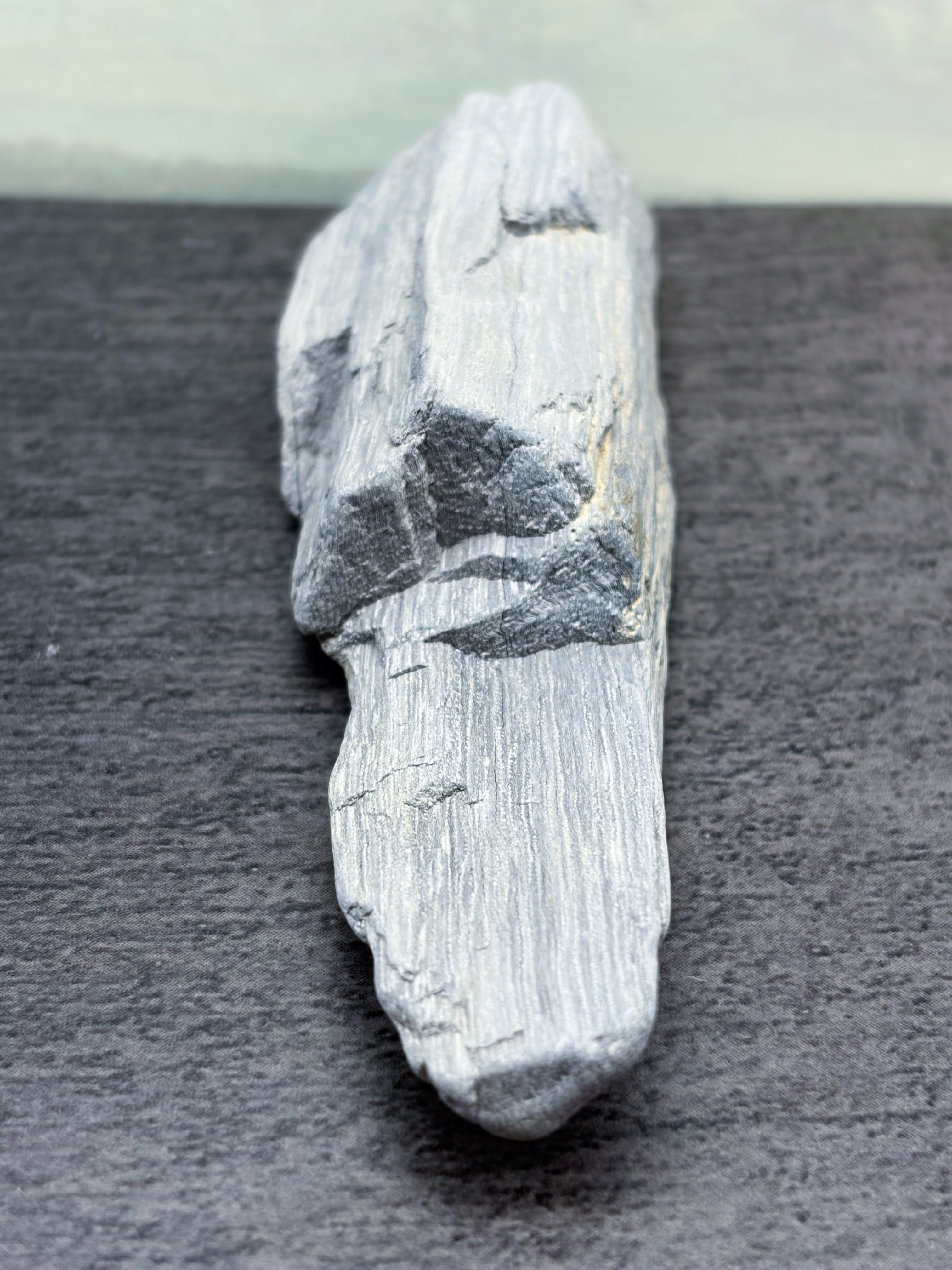 Petrified Palm Wood Specimen