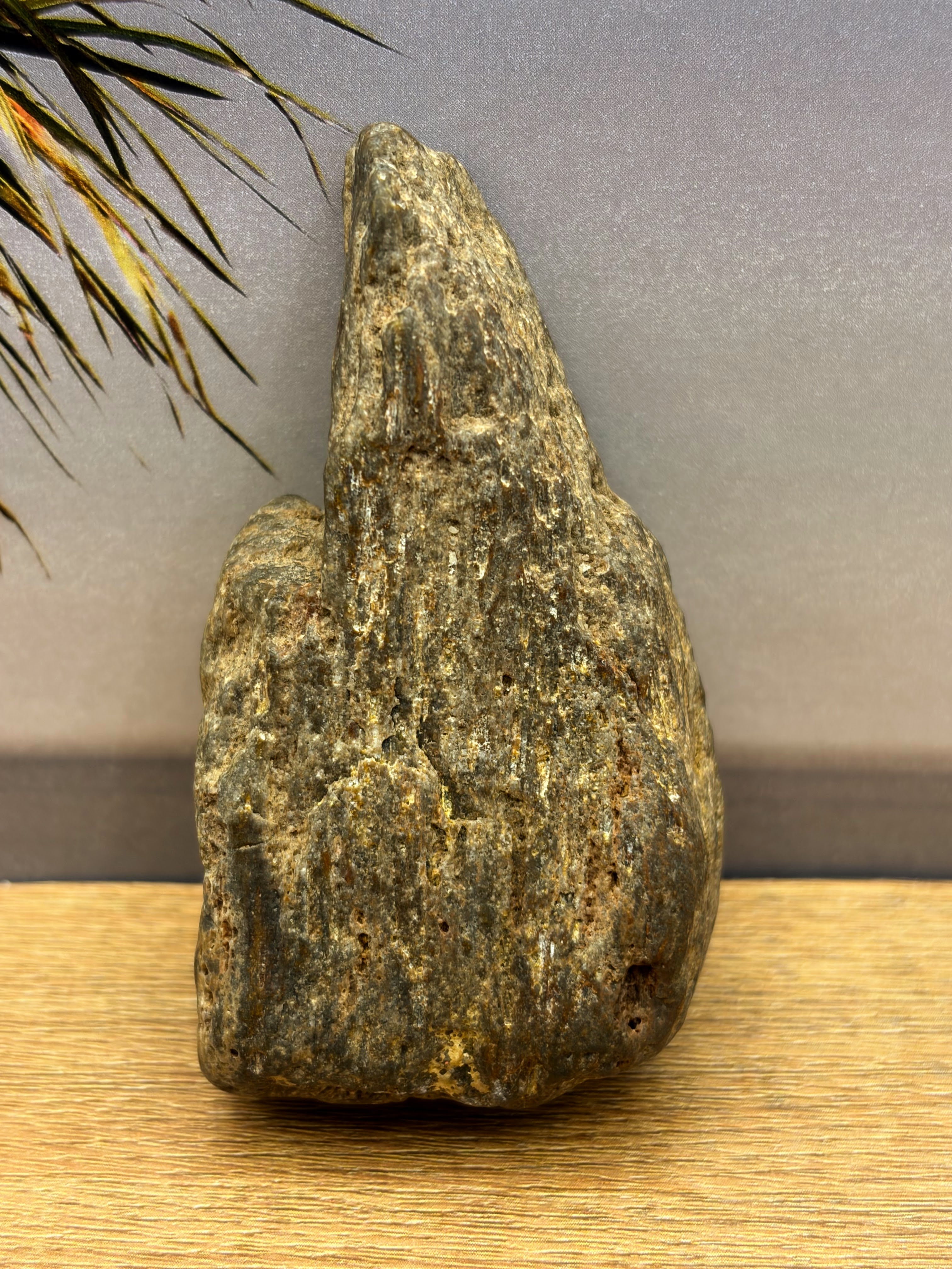 Petrified Wood Specimen