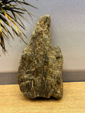 Petrified Wood Specimen
