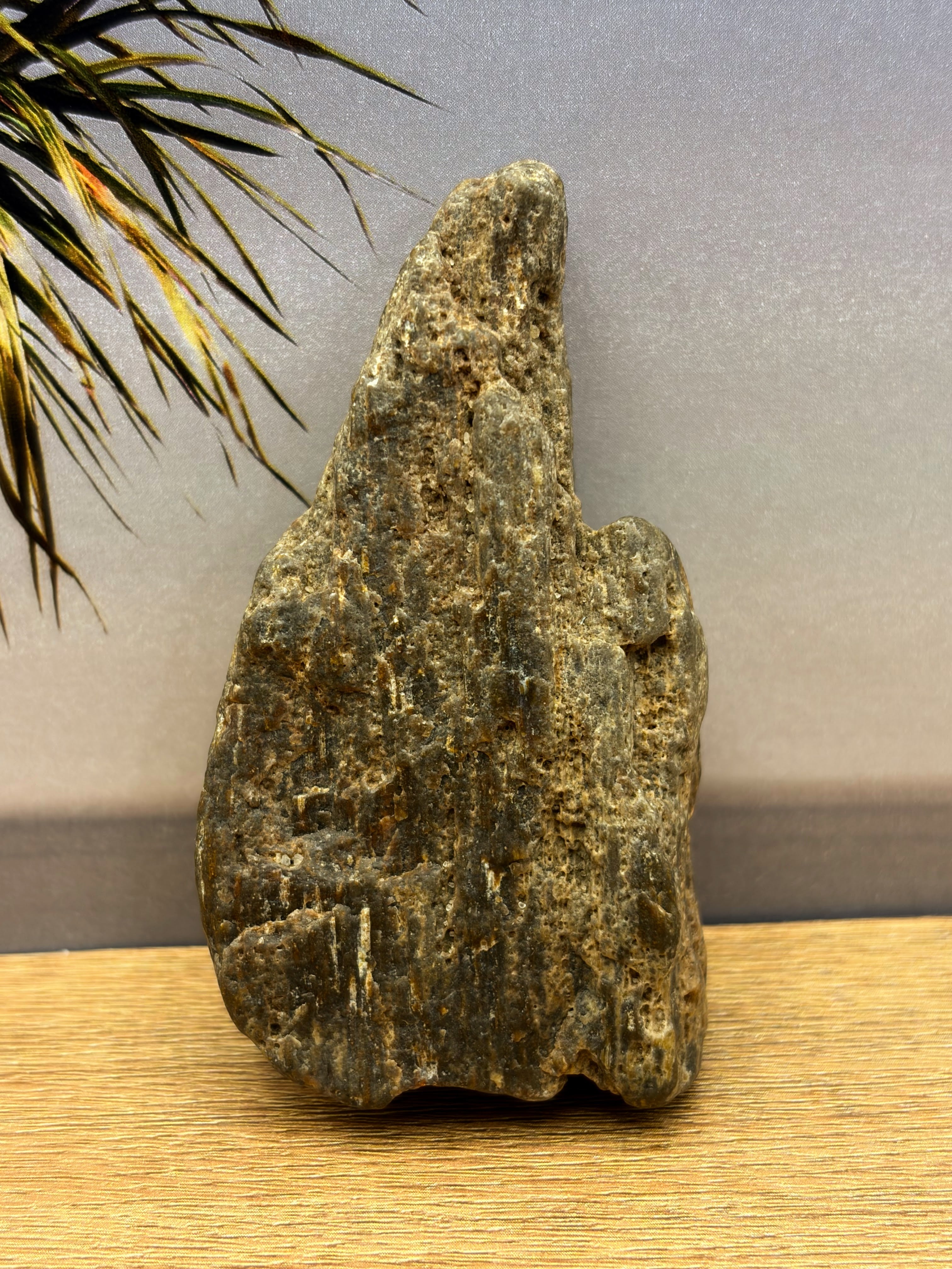 Petrified Wood Specimen