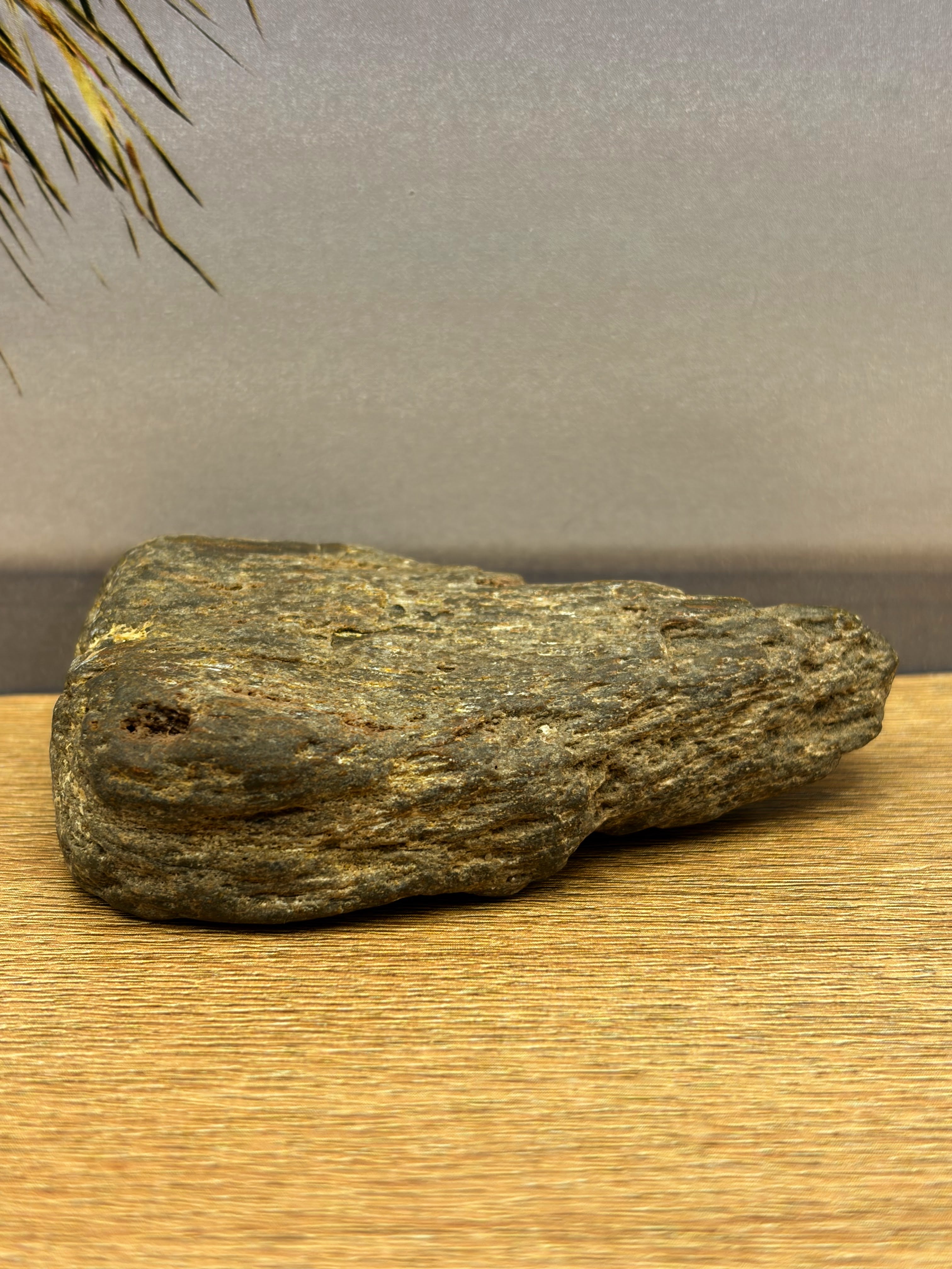 Petrified Wood Specimen