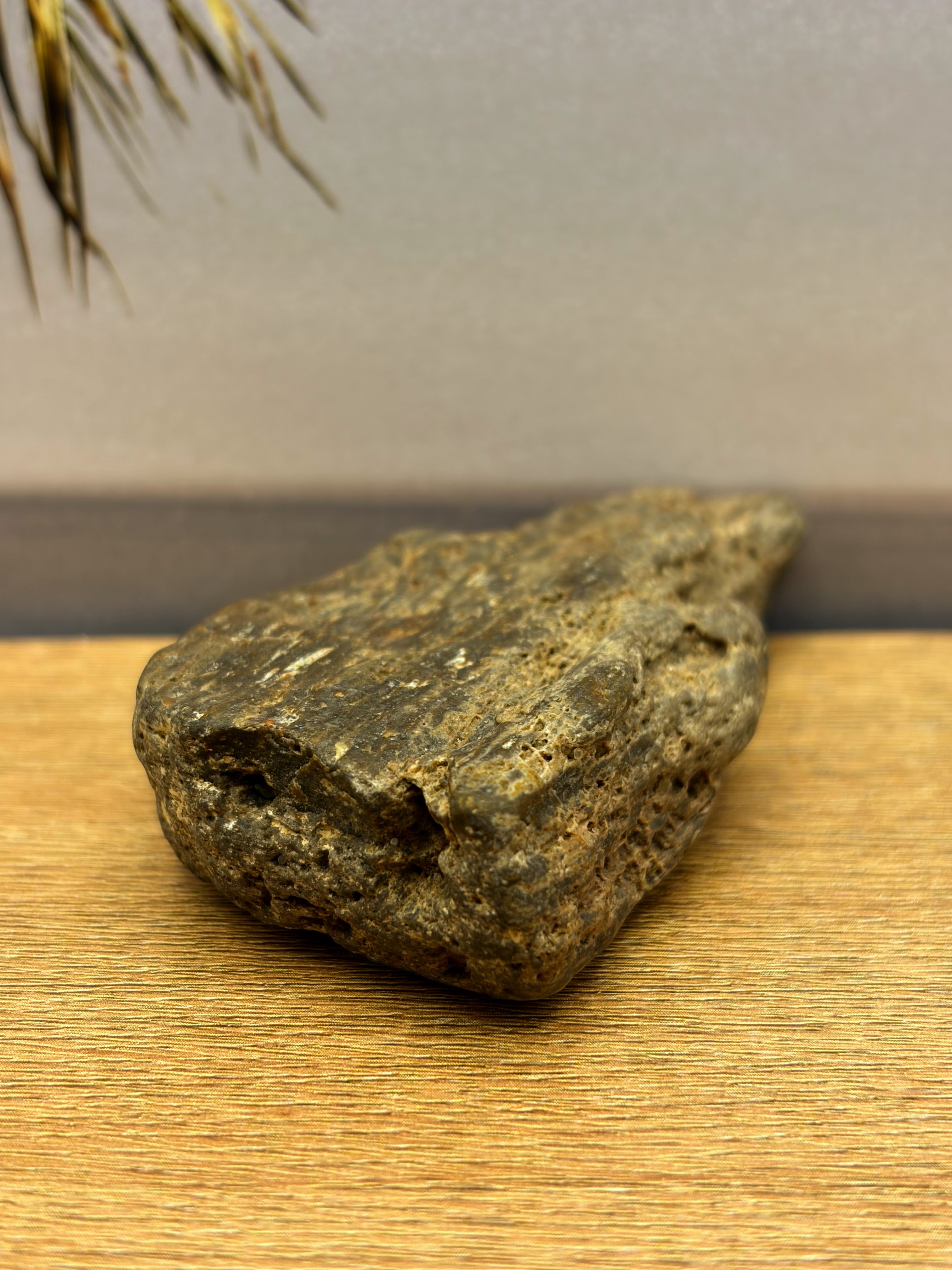 Petrified Wood Specimen