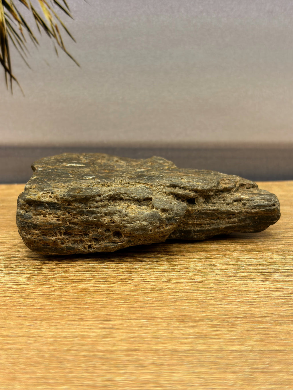 Petrified Wood Specimen