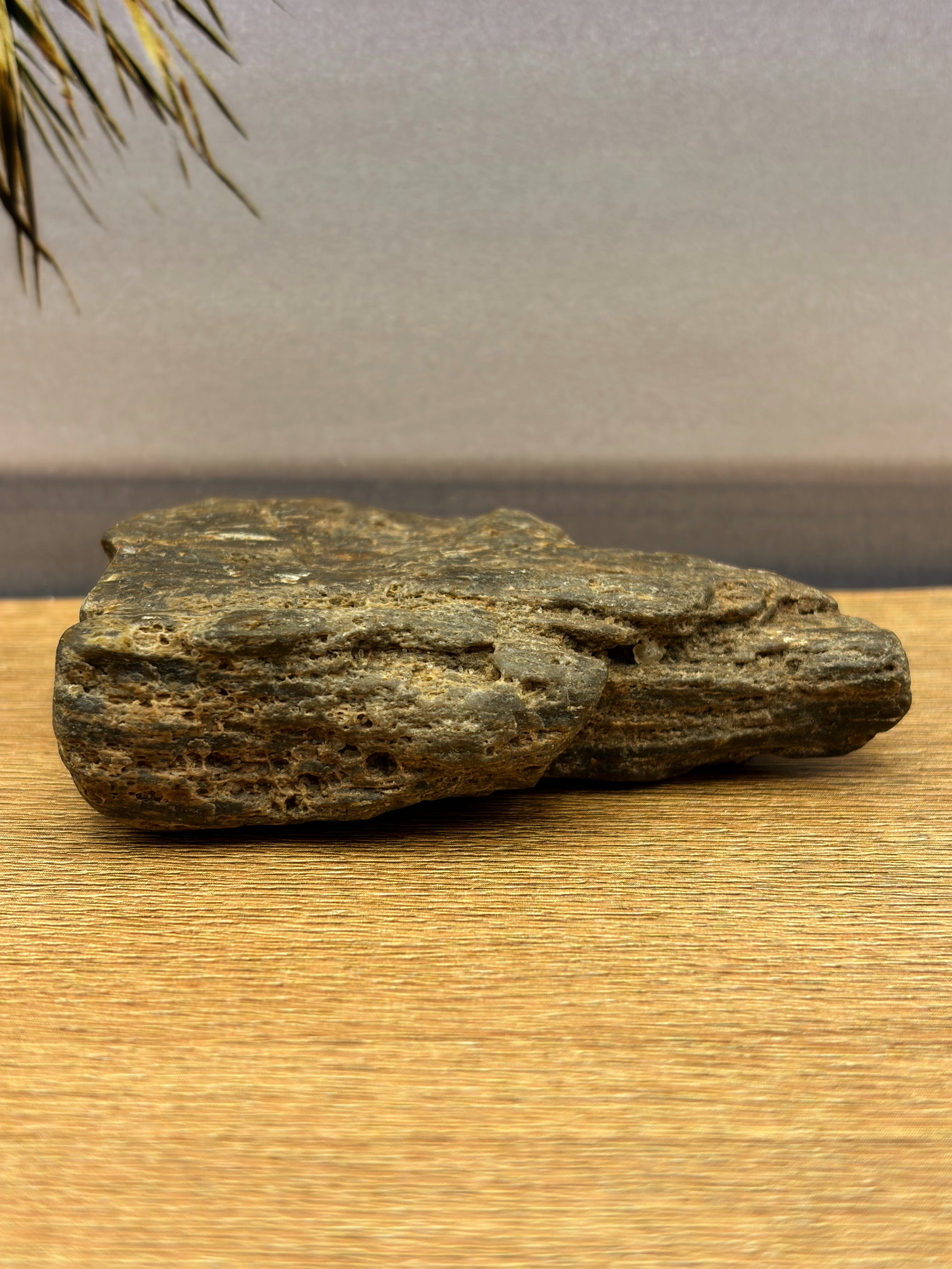 Petrified Wood Specimen