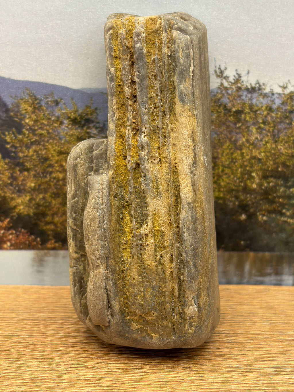 Petrified Wood Specimen