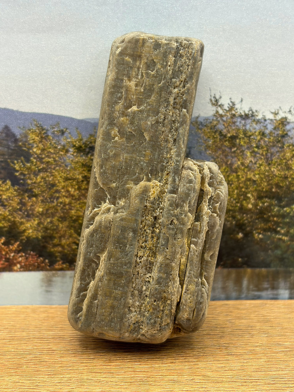 Petrified Wood Specimen