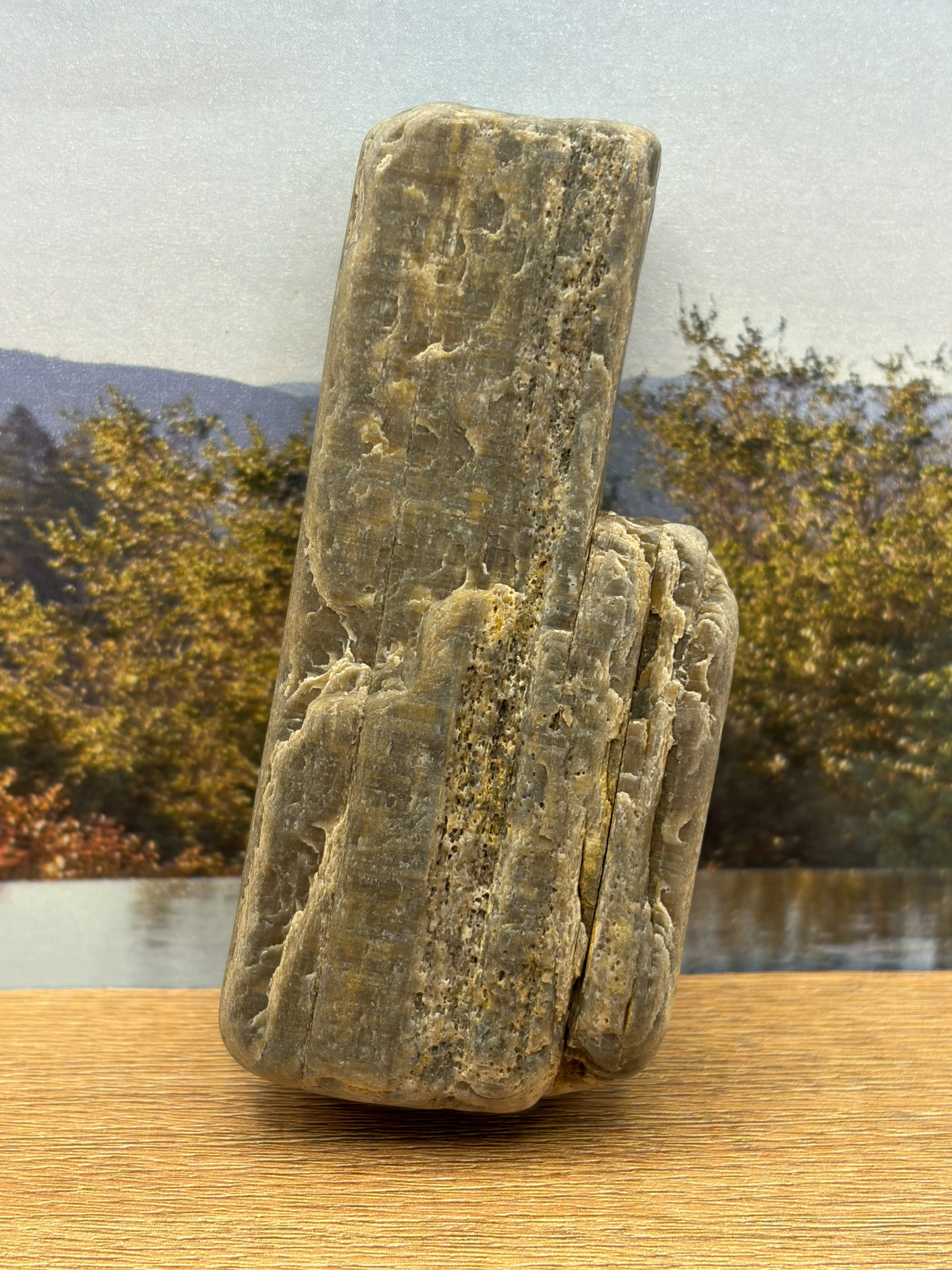 Petrified Wood Specimen