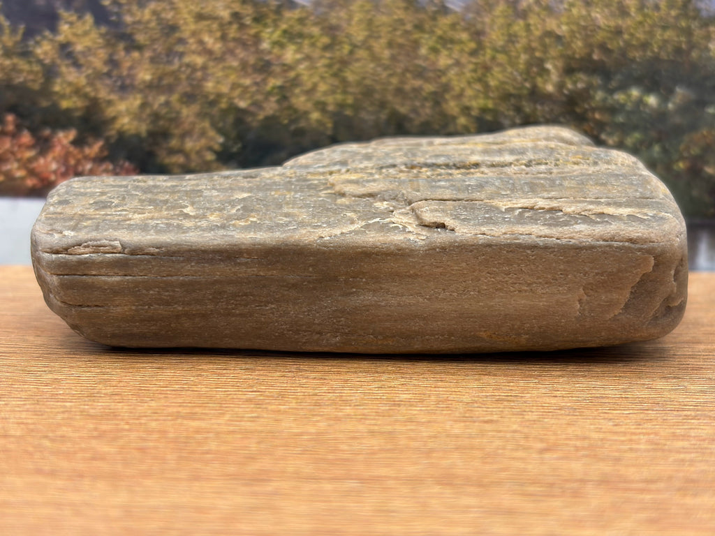 Petrified Wood Specimen