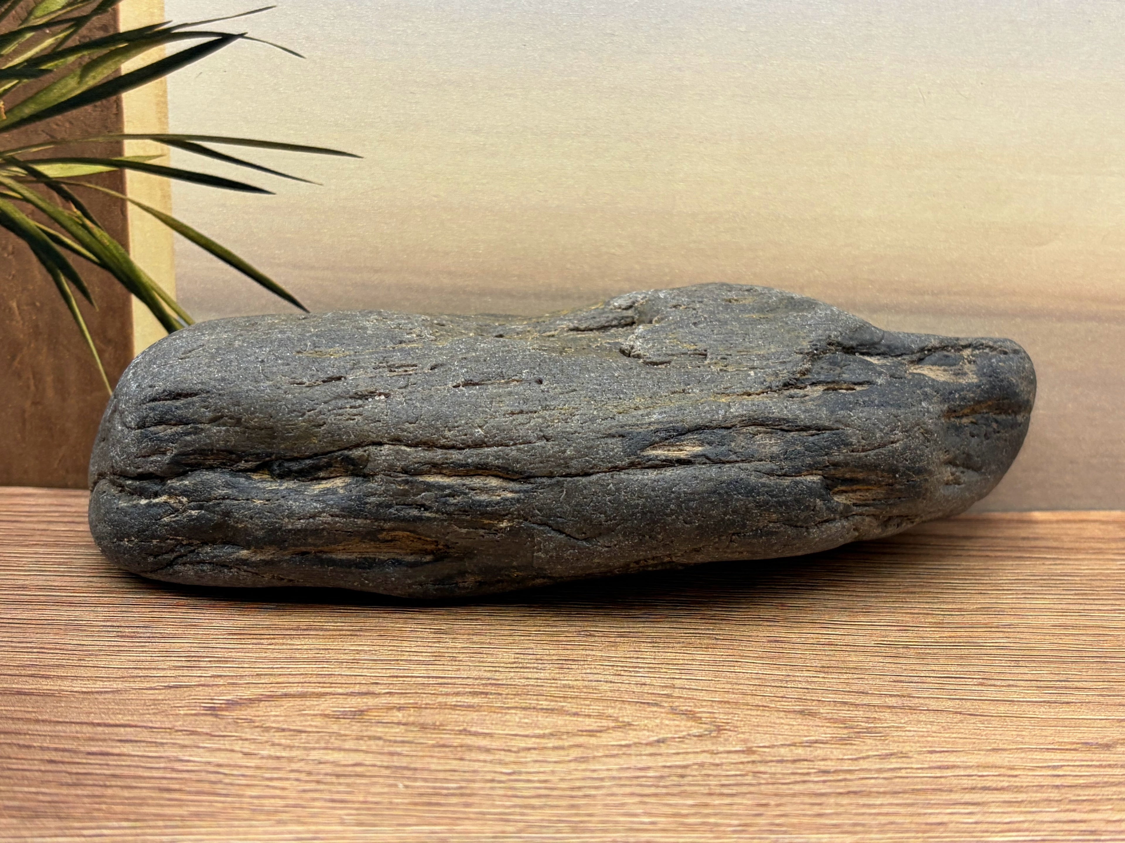 Petrified Druzy Wood Specimen