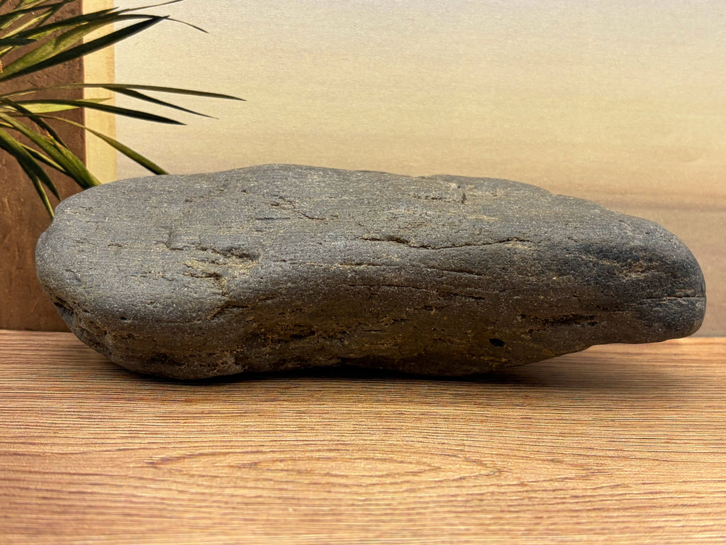 Petrified Druzy Wood Specimen