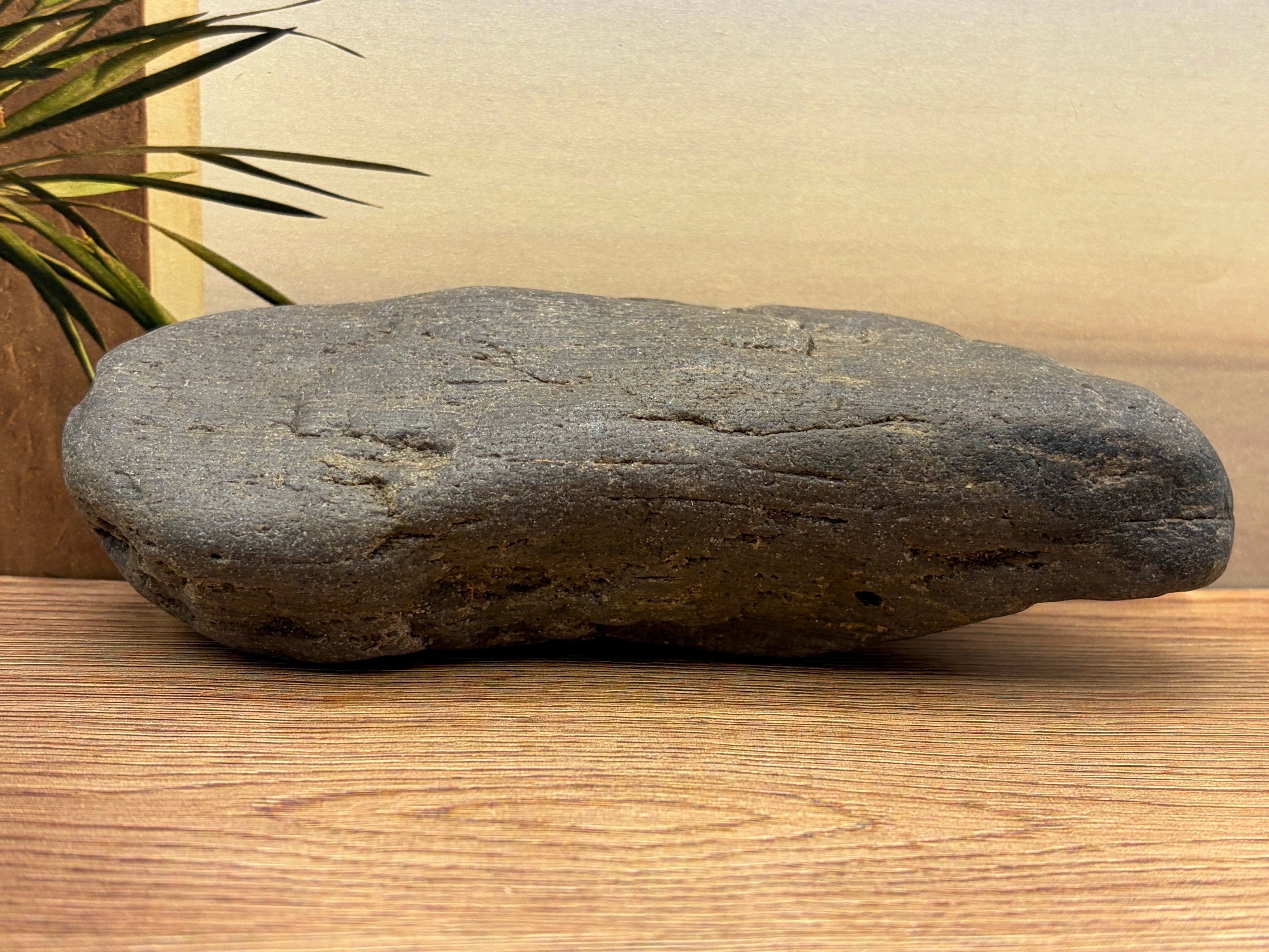 Petrified Druzy Wood Specimen