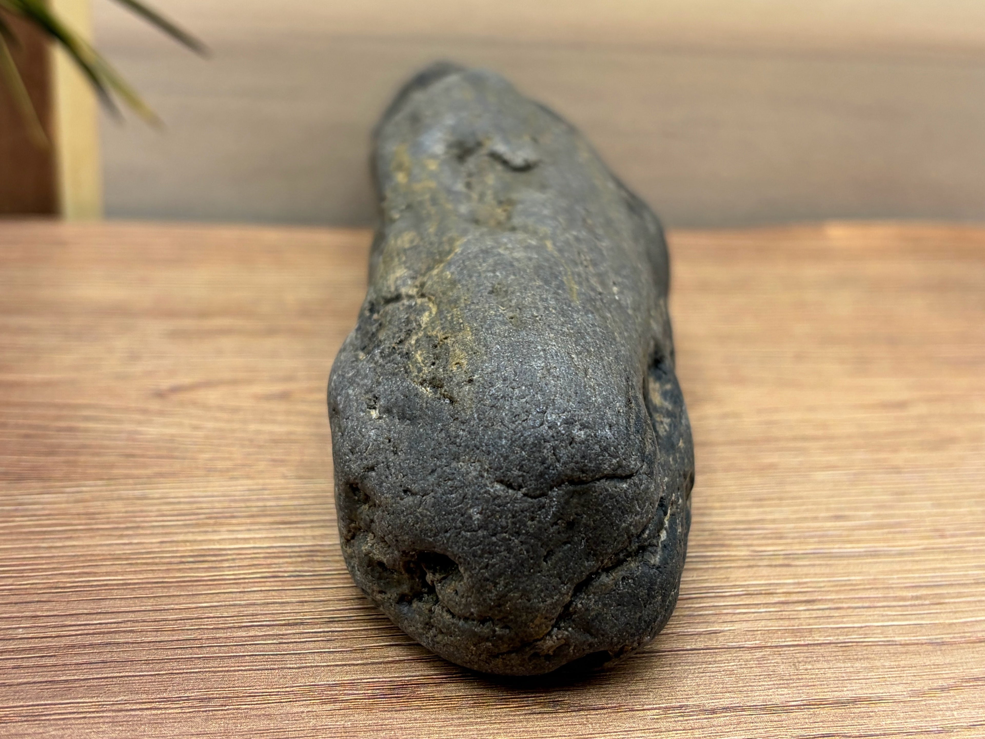 Petrified Druzy Wood Specimen