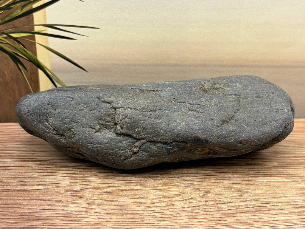 Petrified Druzy Wood Specimen