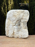 Petrified Wood Specimen