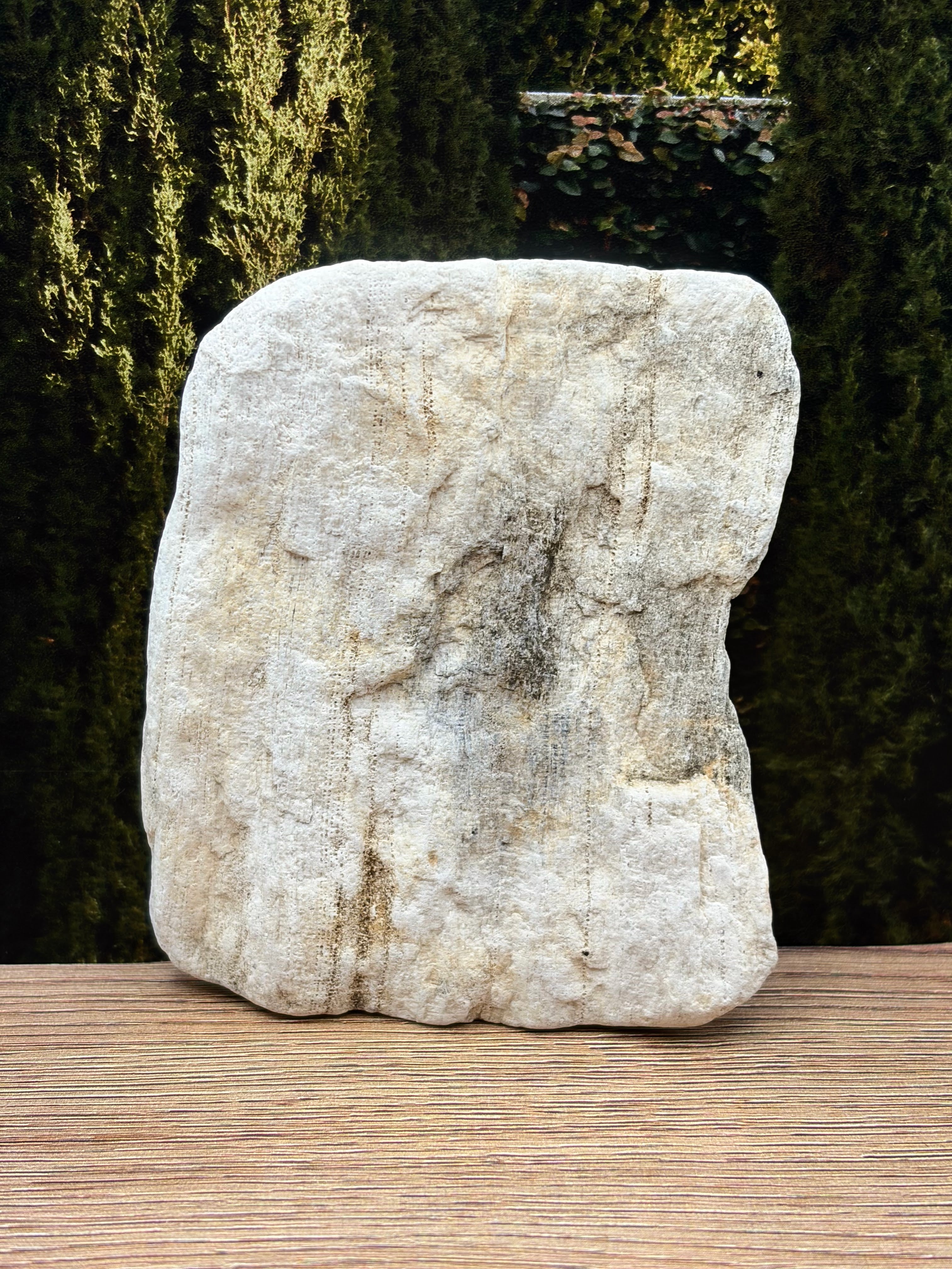 Petrified Wood Specimen