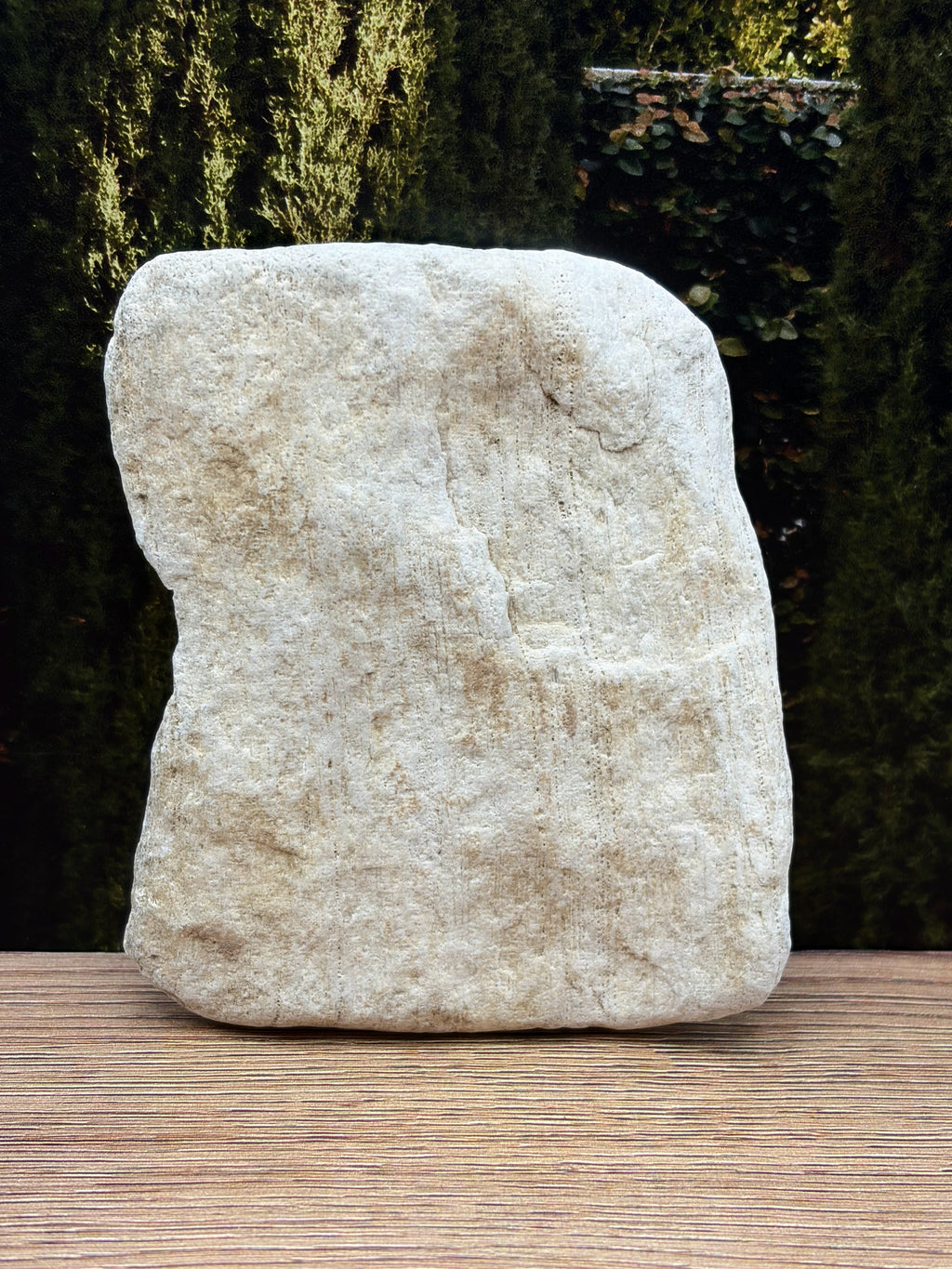 Petrified Wood Specimen