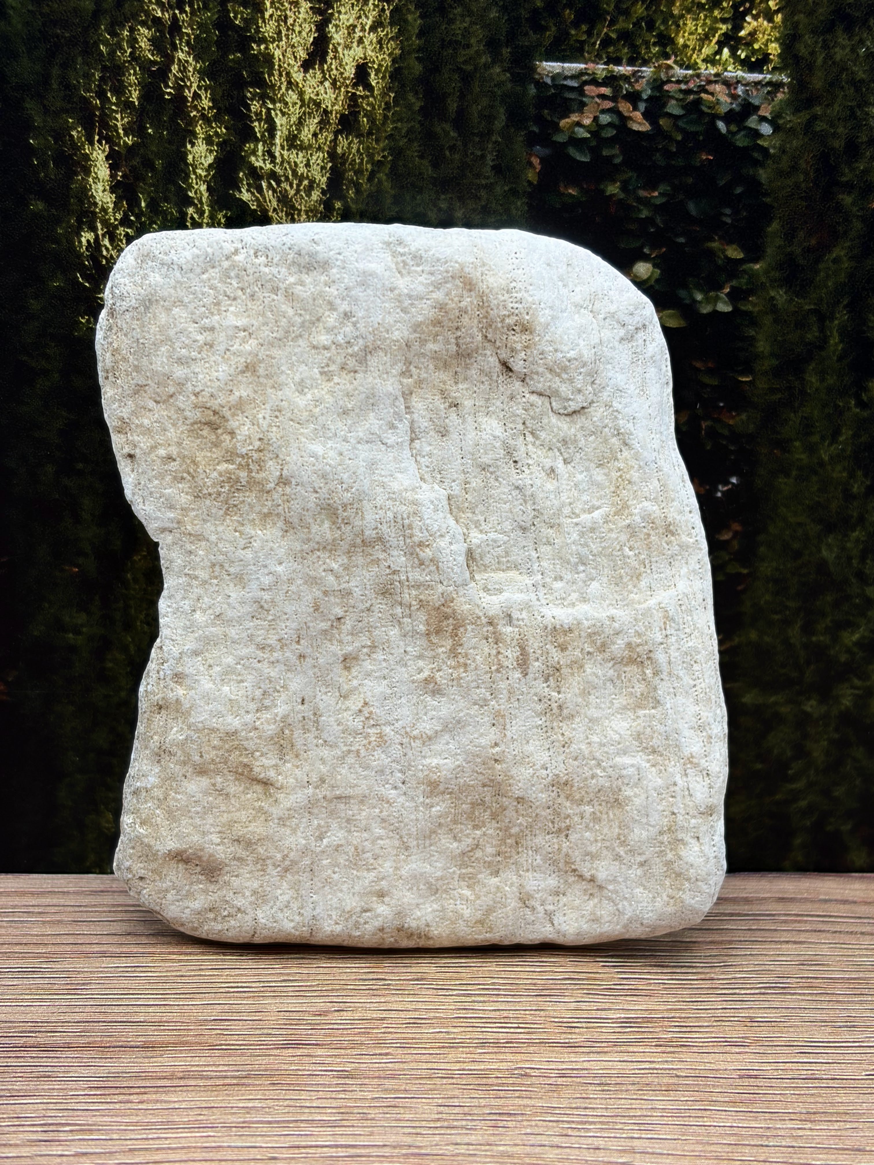 Petrified Wood Specimen
