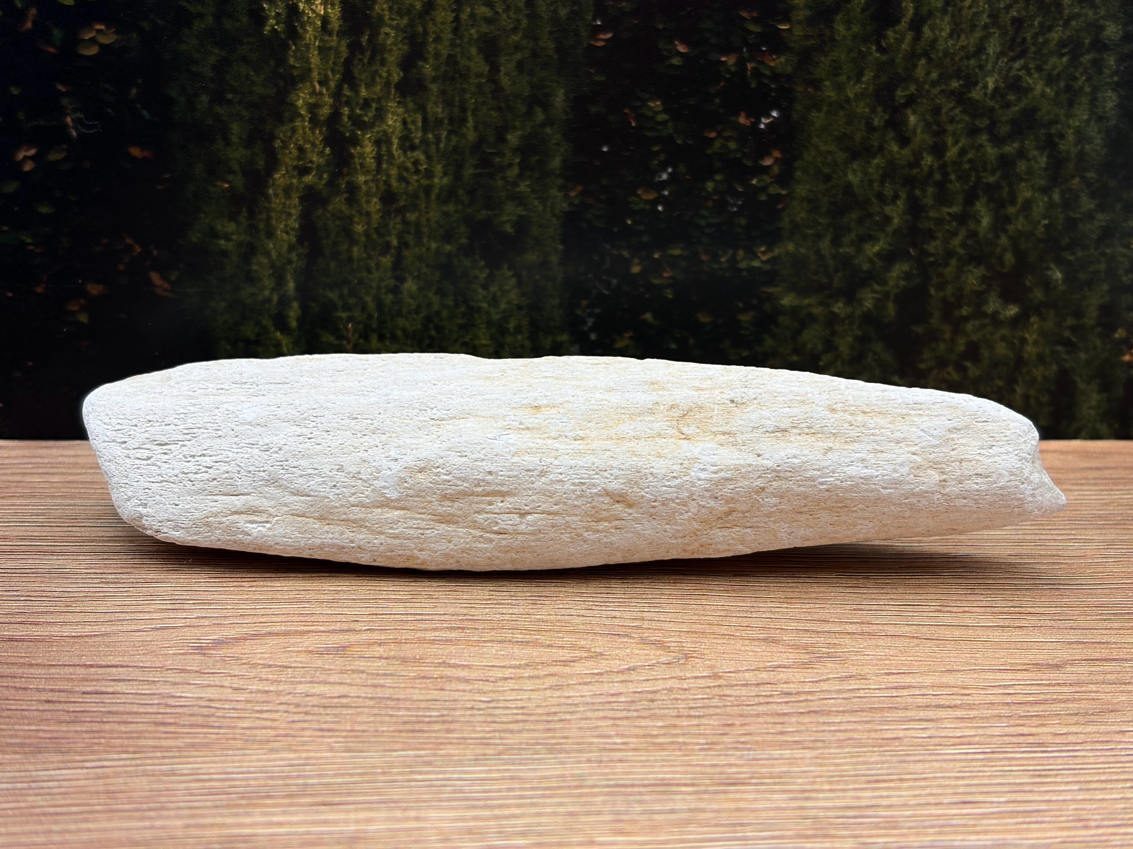 Chalky, White Petrified Wood Specimen