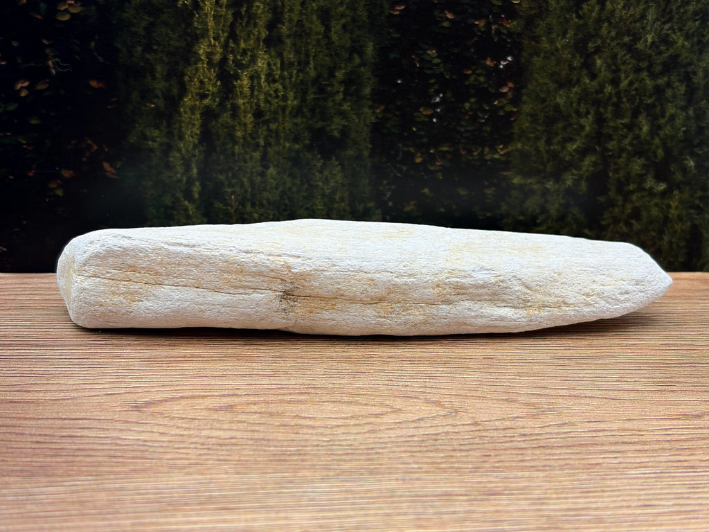White Petrified Wood Specimen