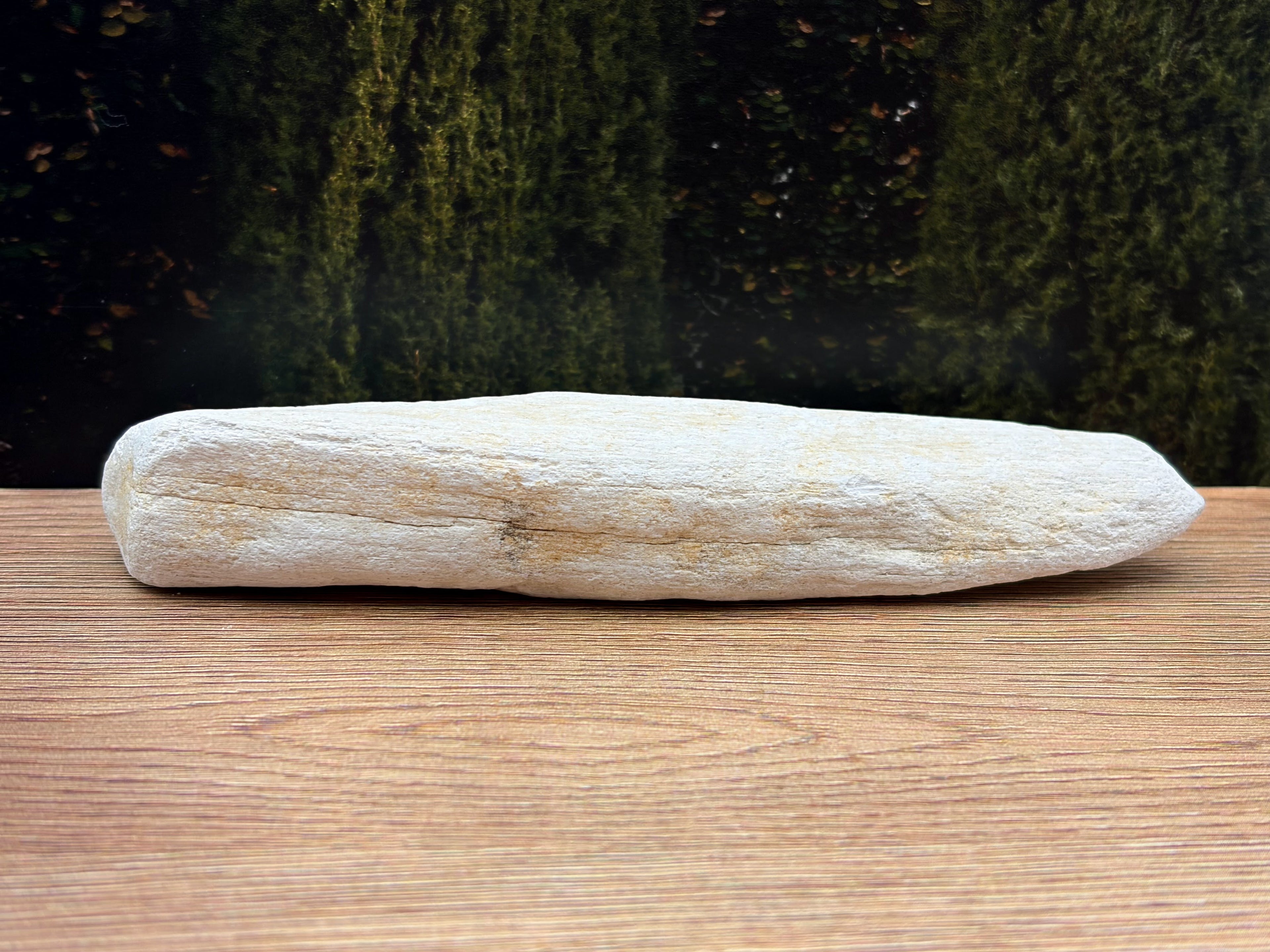 Chalky, White Petrified Wood Specimen