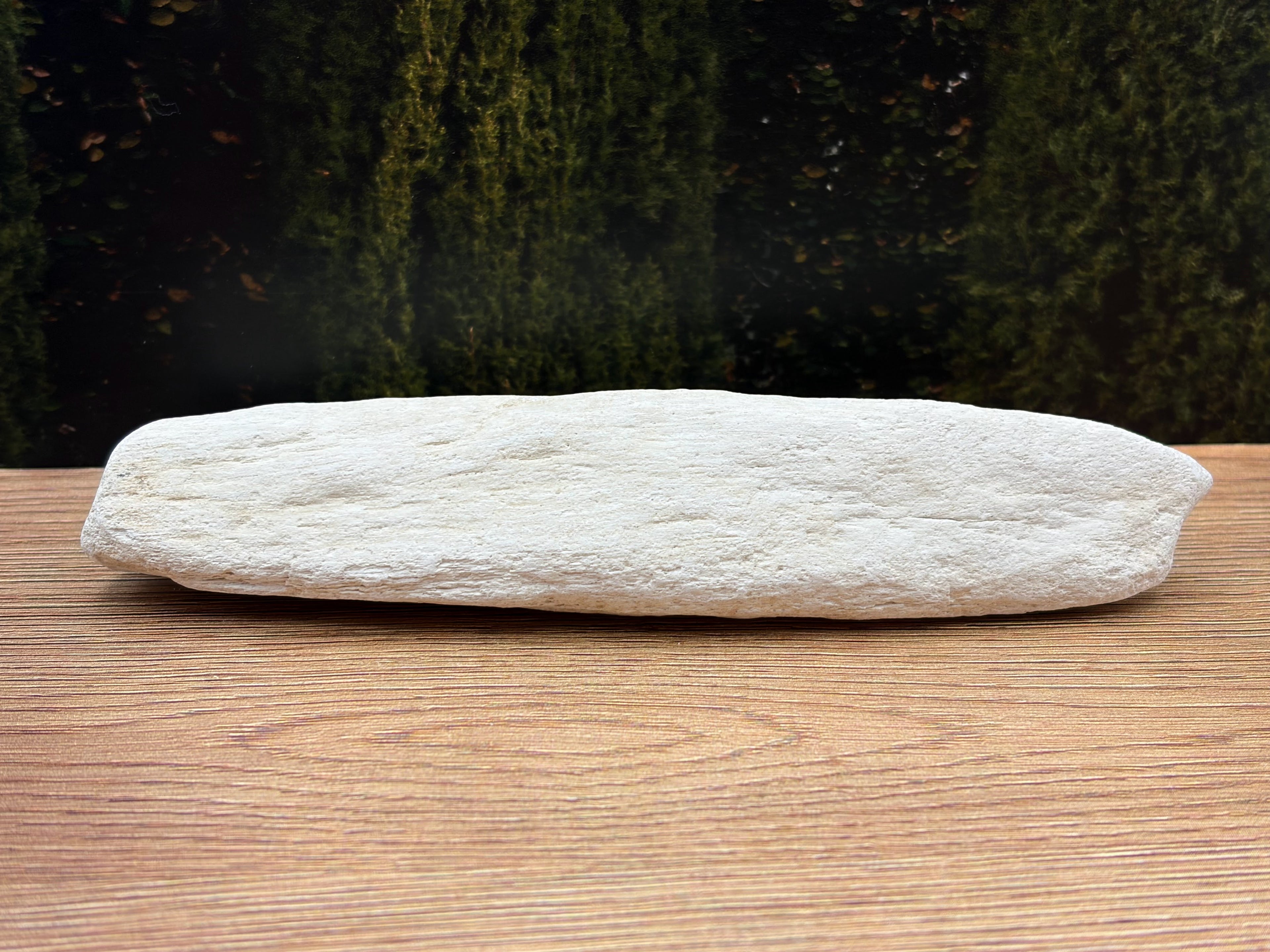 Chalky, White Petrified Wood Specimen