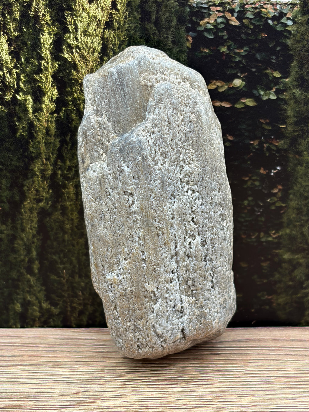 Petrified Wood Specimen with Druzy Crystals