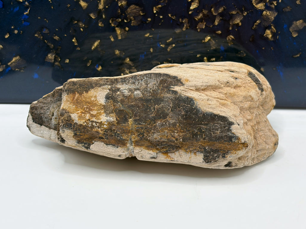 Crystalized Petrified Wood Specimen