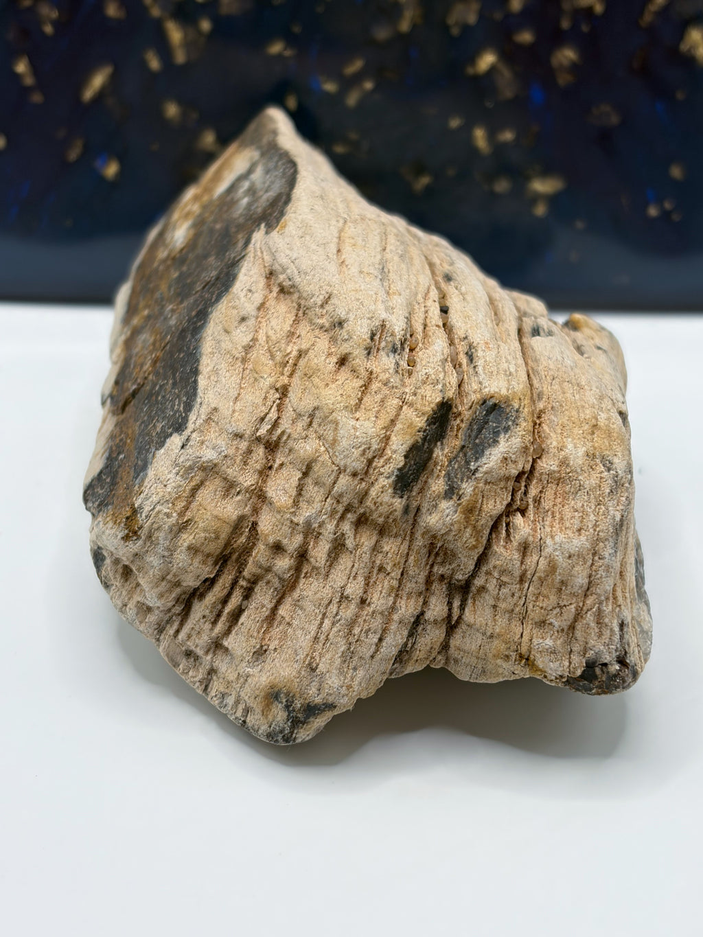 Crystalized Petrified Wood Specimen