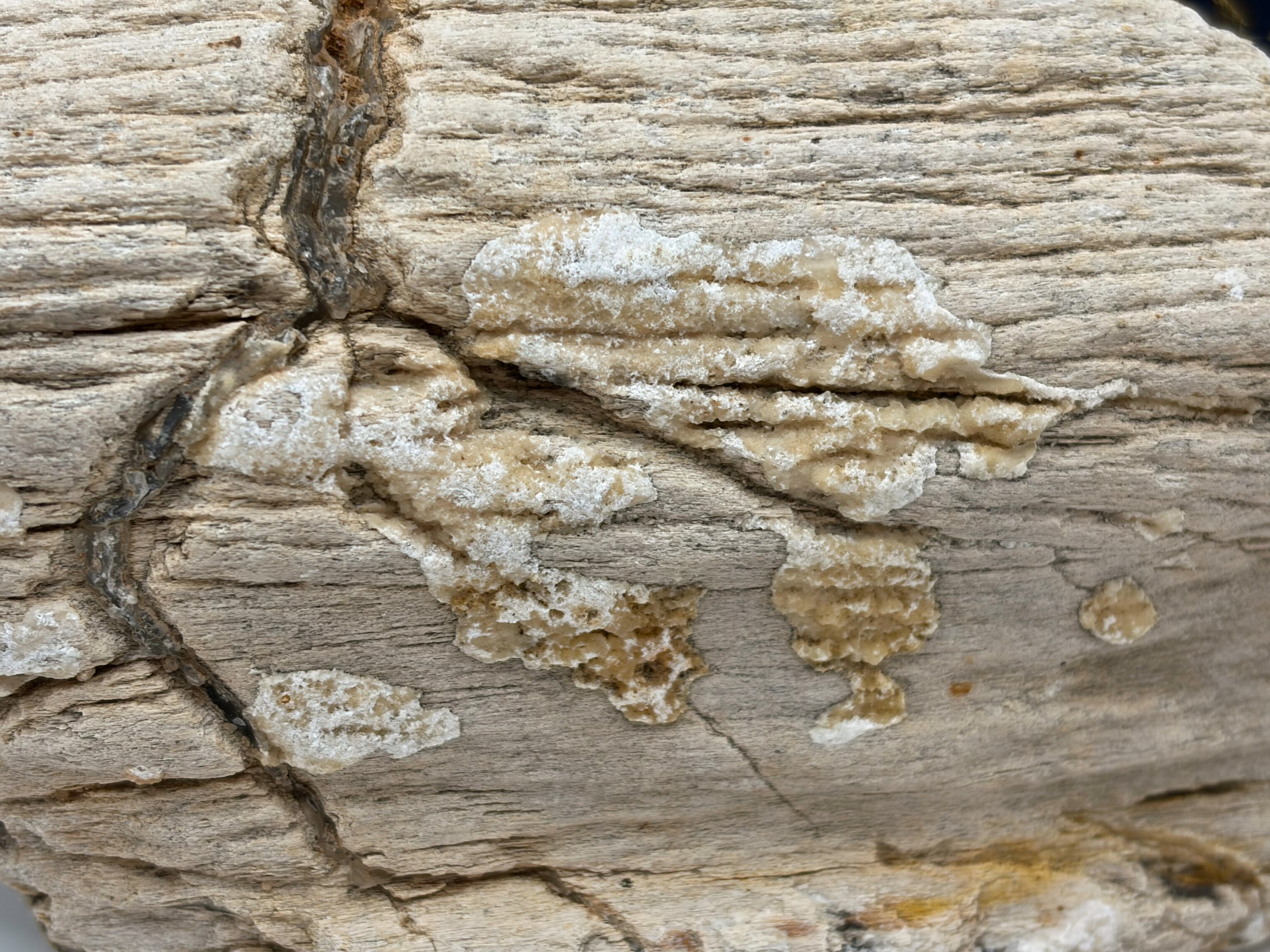 Crystalized Petrified Wood Specimen