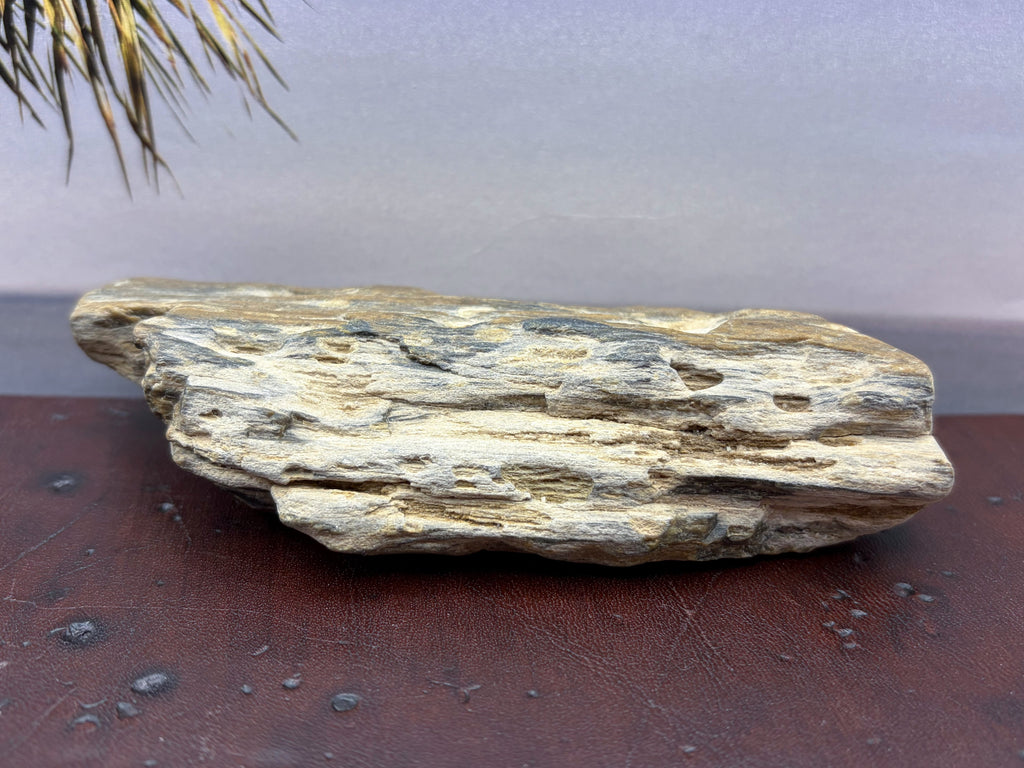Petrified Wood Specimen