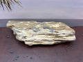 Petrified Wood Specimen