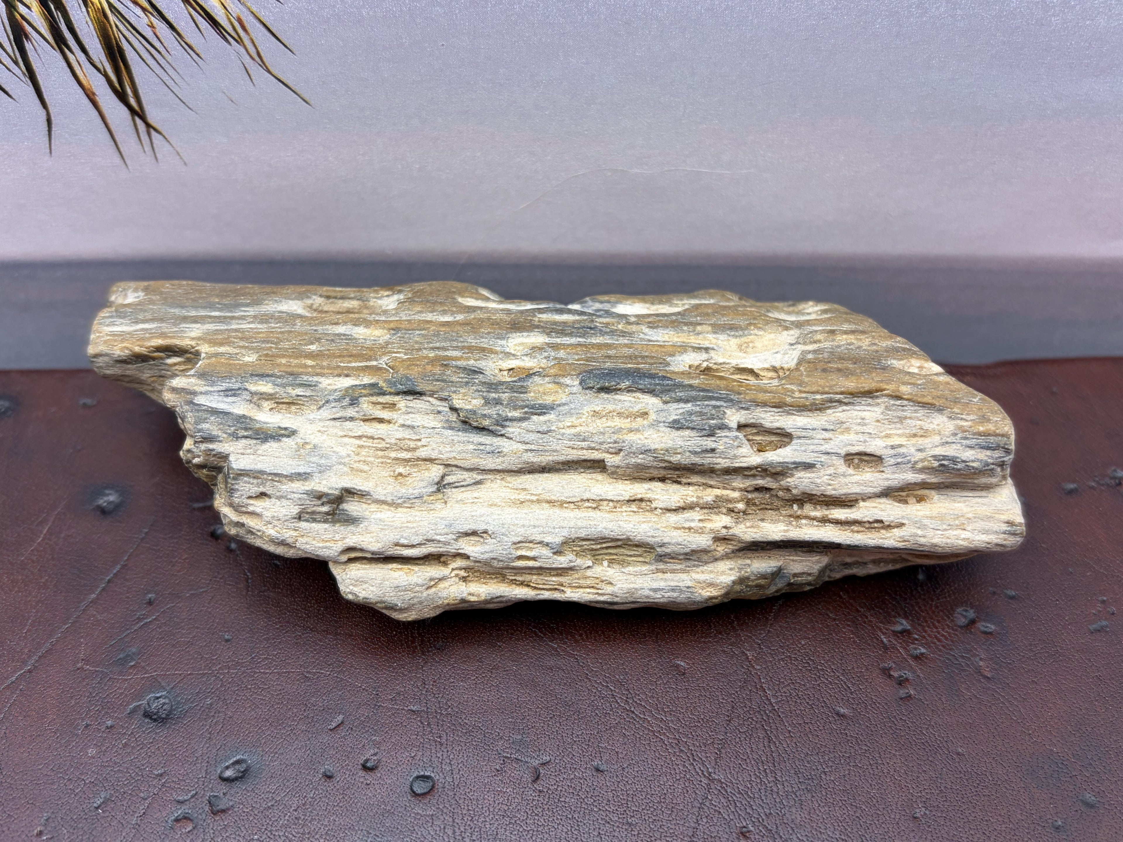 Petrified Wood Specimen